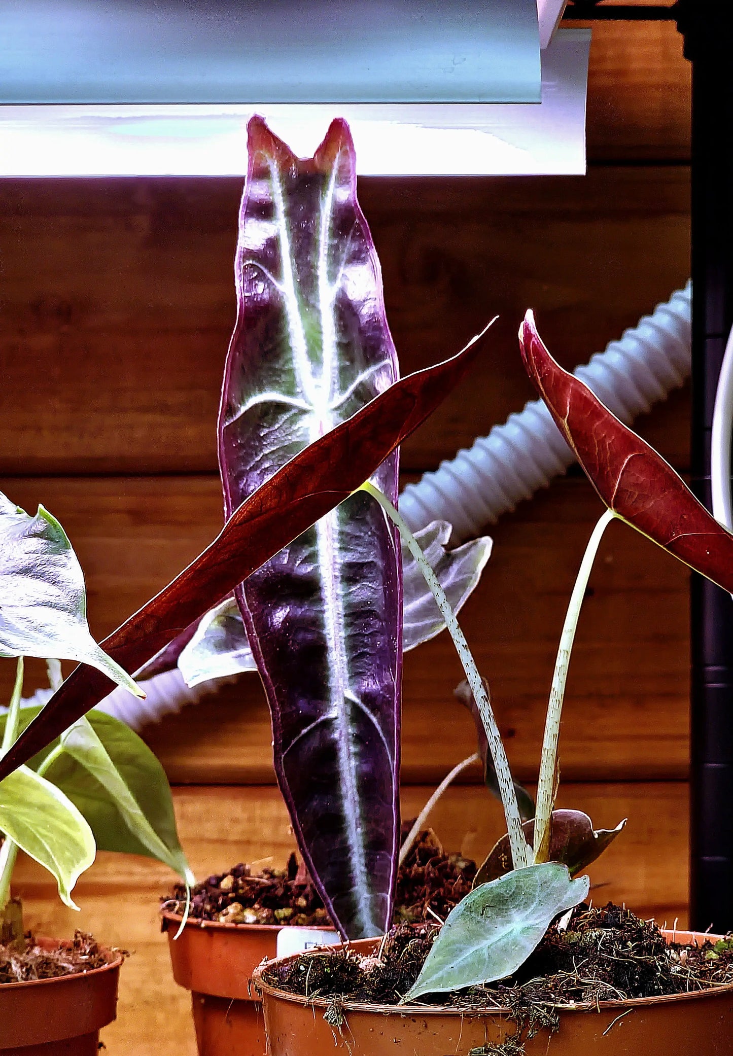 Alocasia Longiloba Purple ONLY PLANTS
