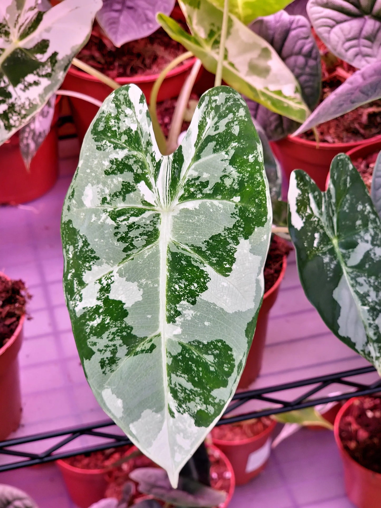 Alocasia Frydek ONLY PLANTS