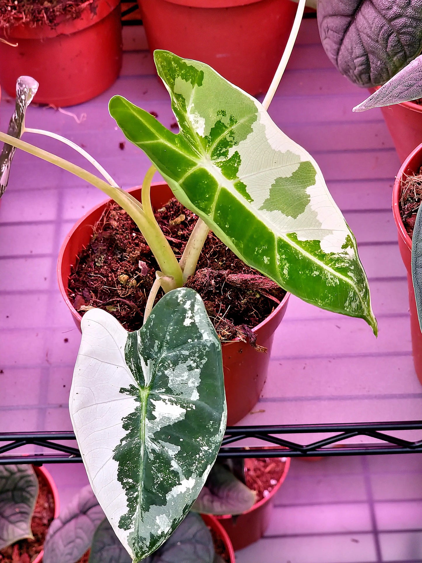 Alocasia Frydek ONLY PLANTS