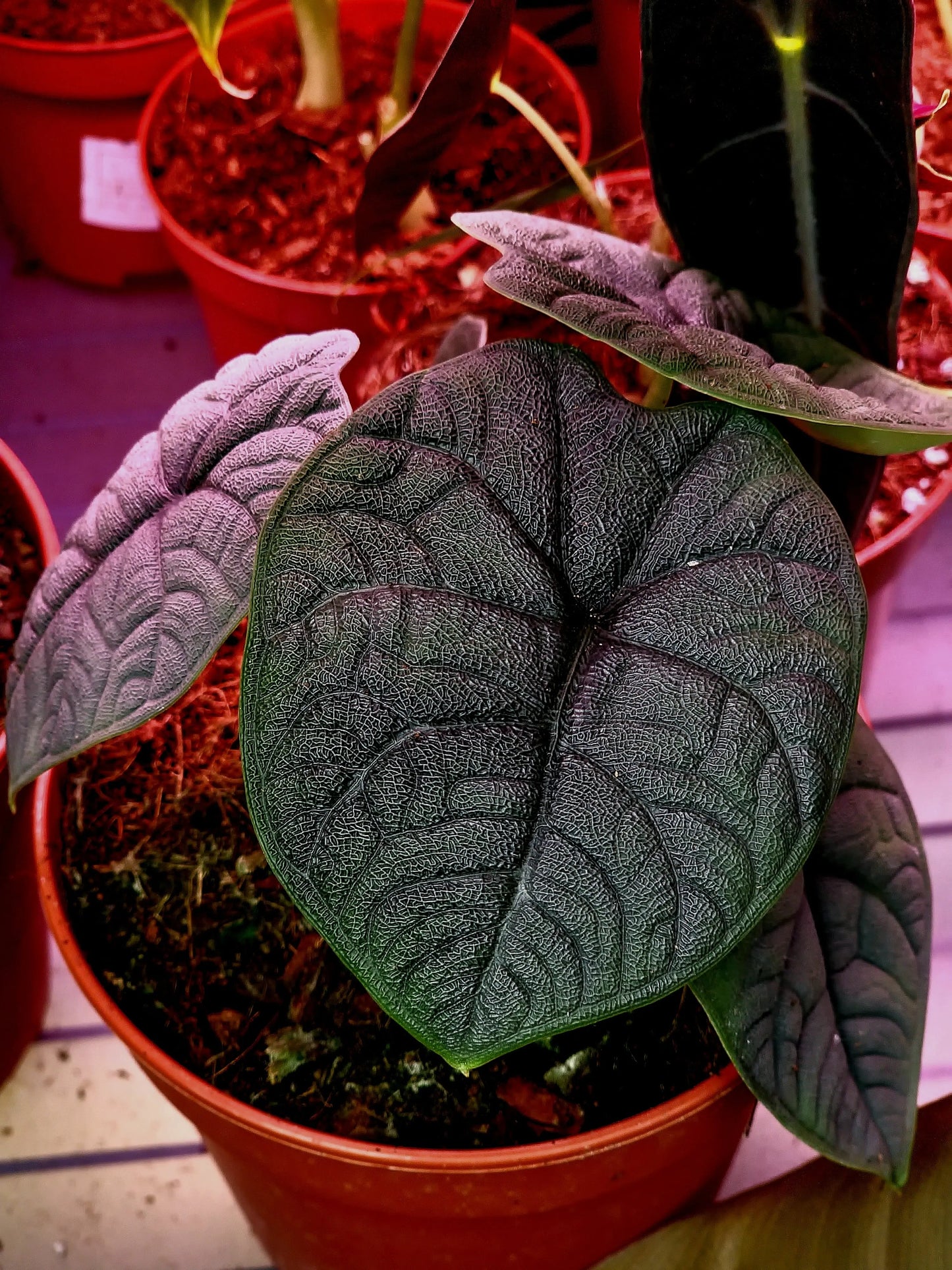 Alocasia Maharani ONLY PLANTS