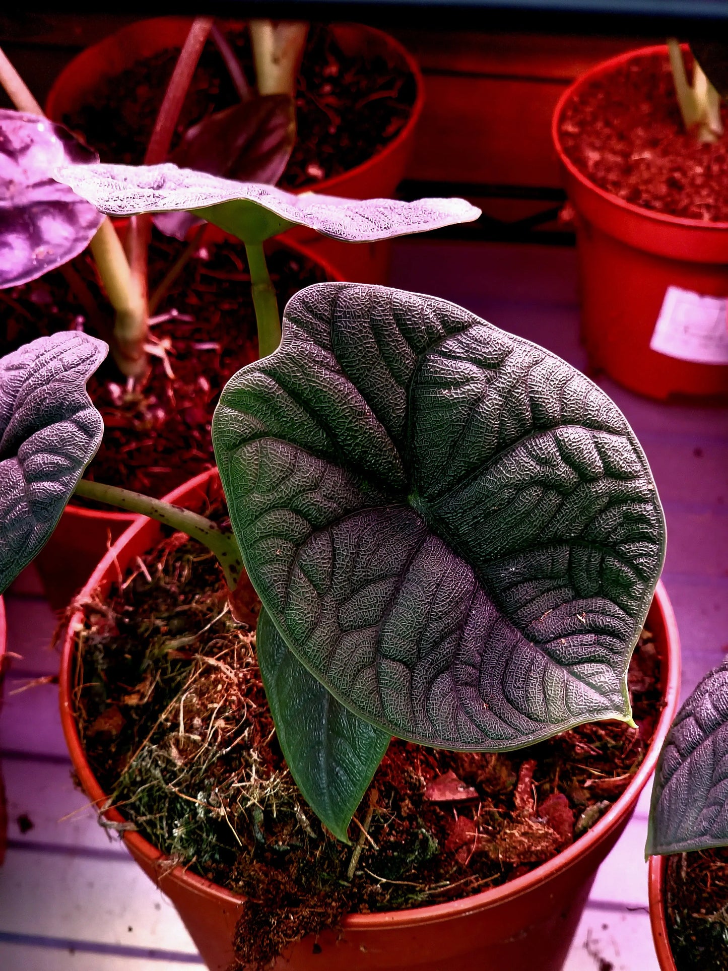 Alocasia Maharani ONLY PLANTS