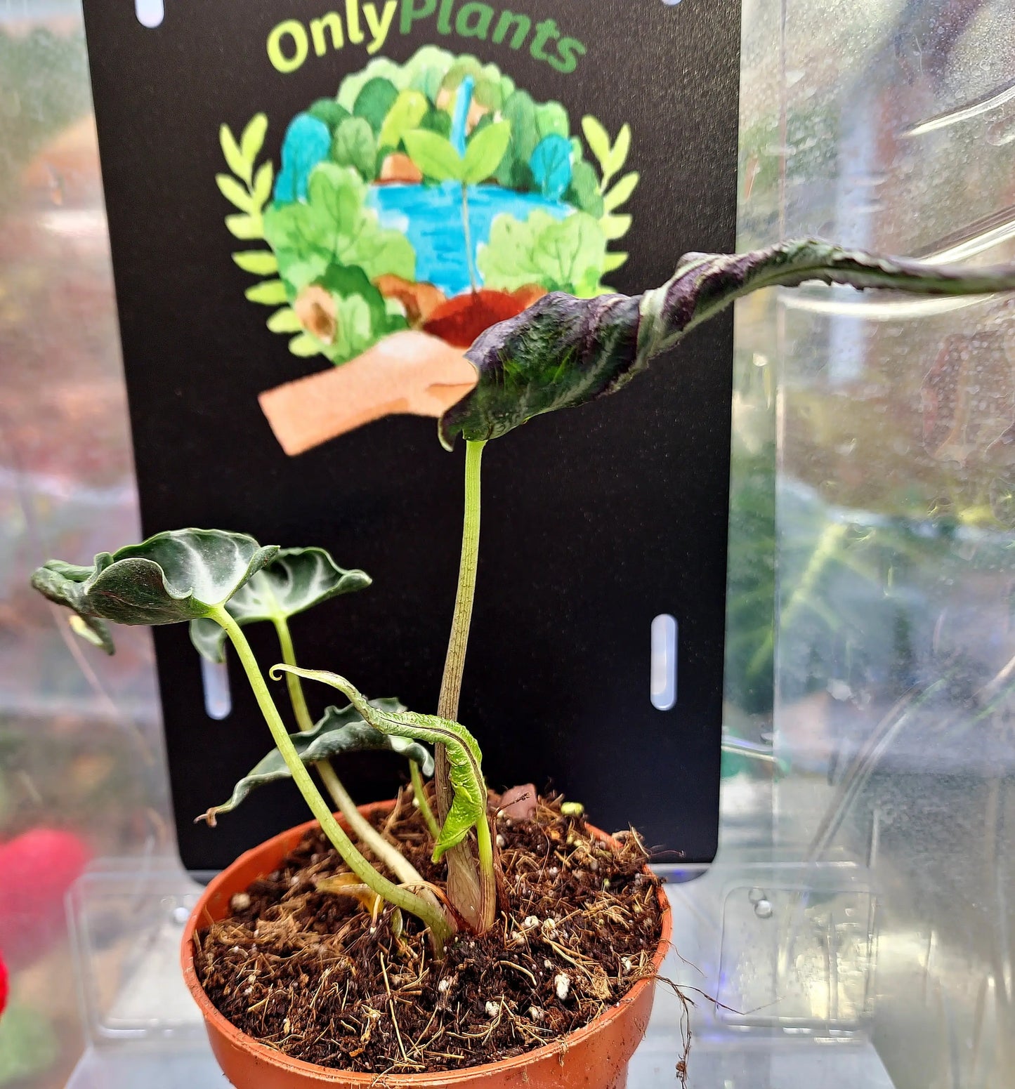 Alocasia Loco ONLY PLANTS