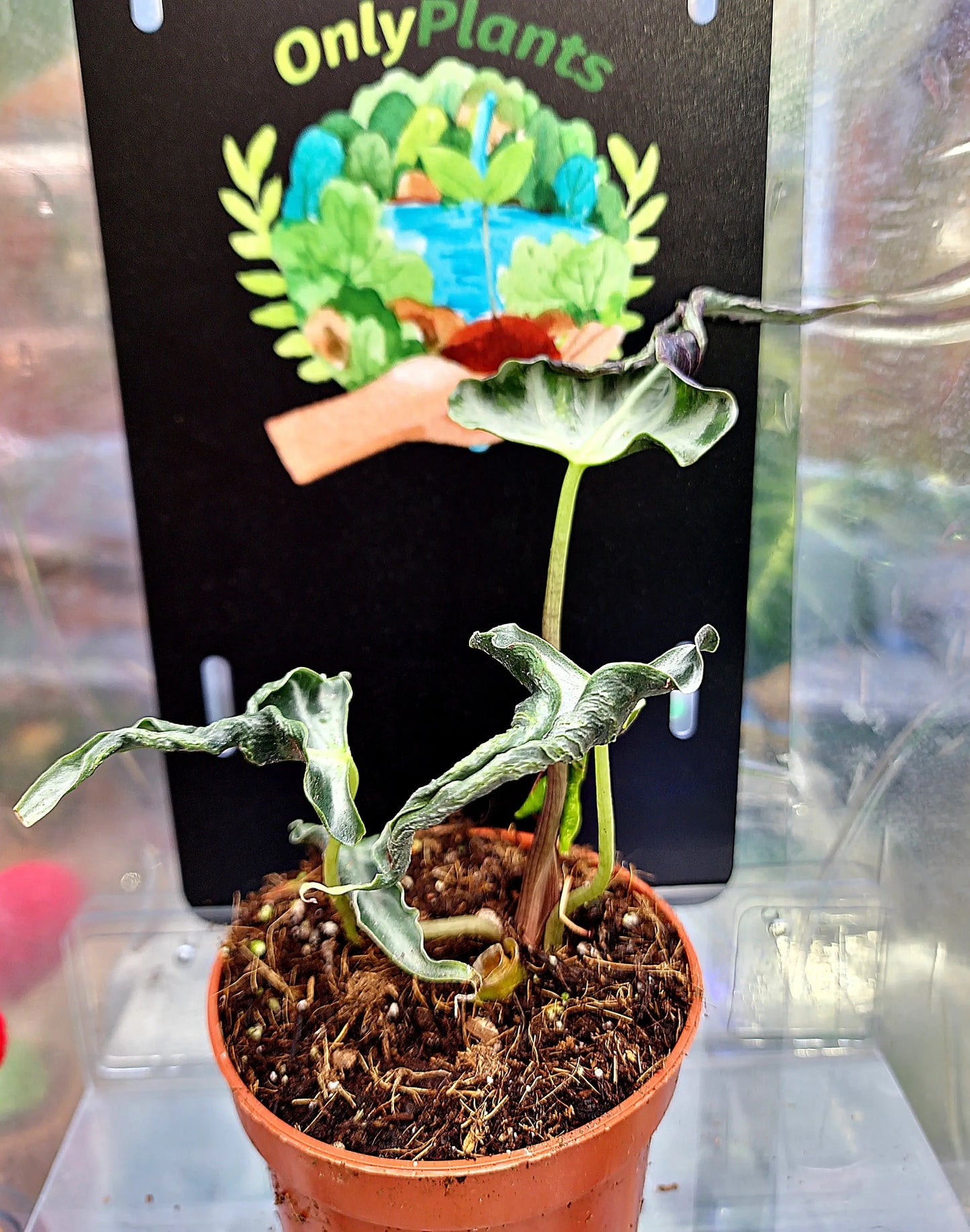 Alocasia Loco ONLY PLANTS