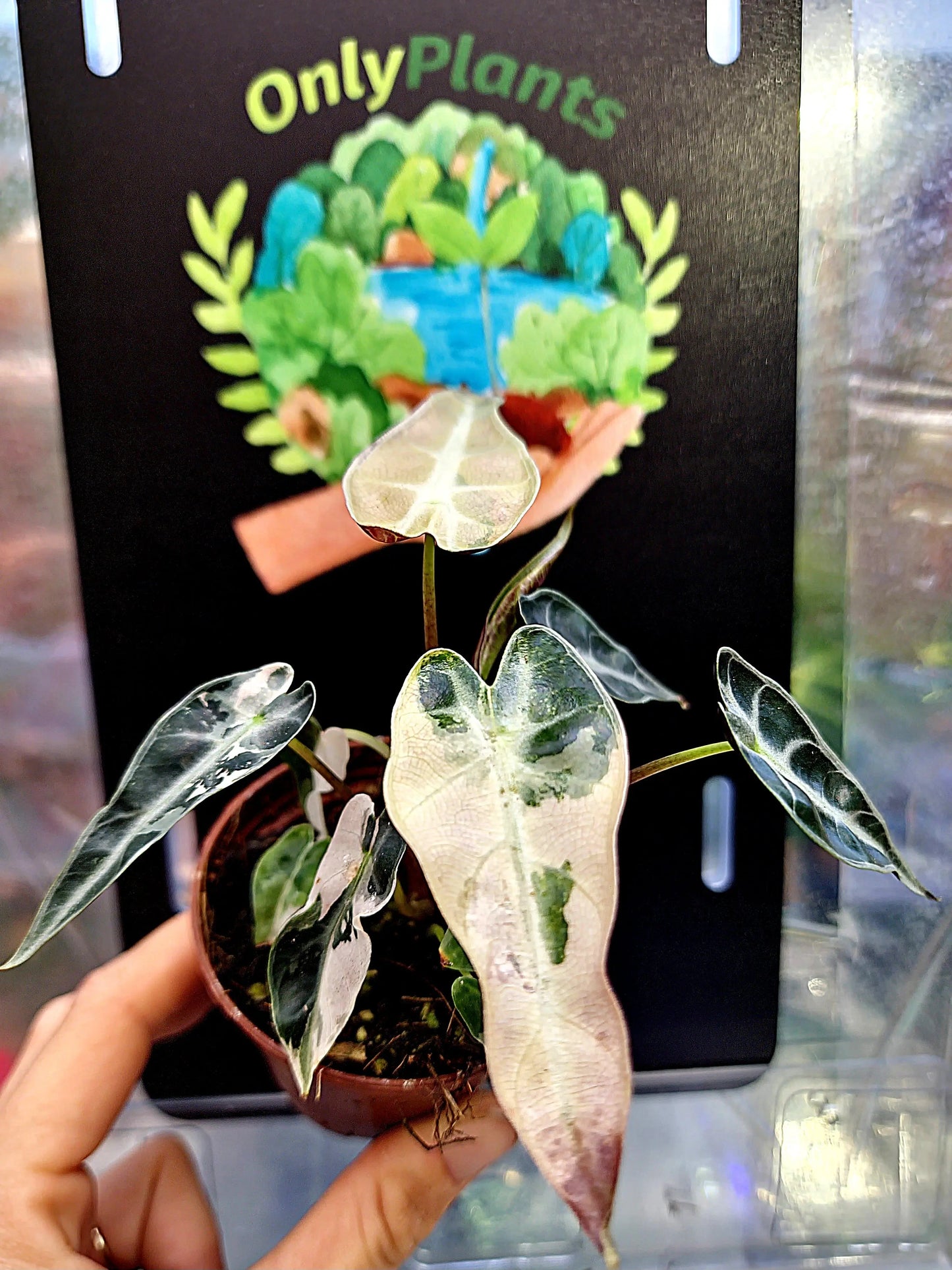 Alocasia Bamabino Pink Variegata ONLY PLANTS