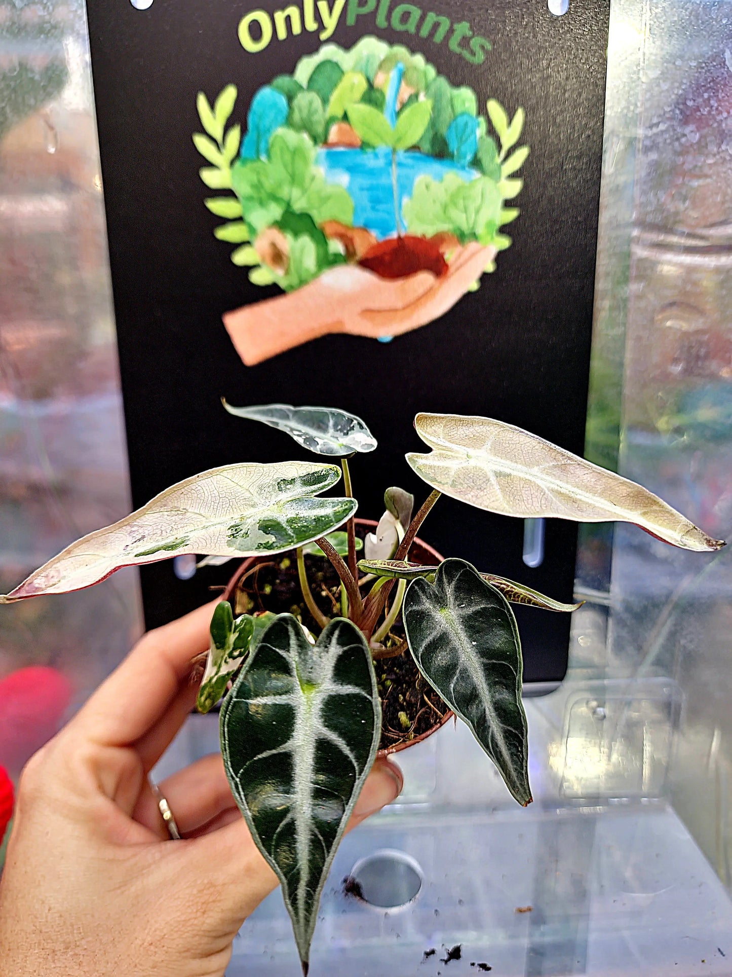 Alocasia Bamabino Pink Variegata ONLY PLANTS