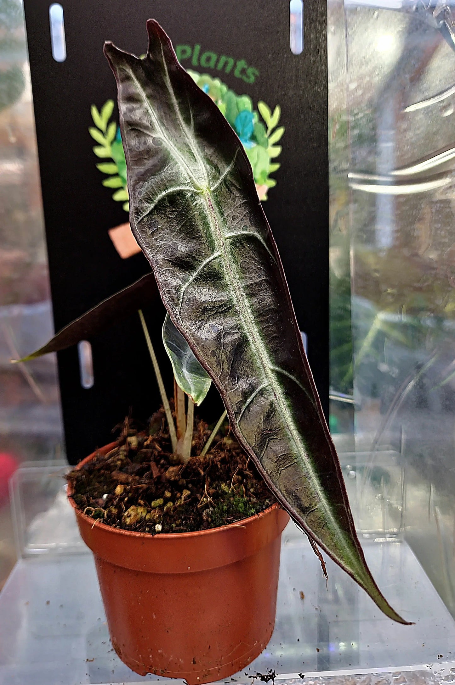 Alocasia Longiloba Purple ONLY PLANTS