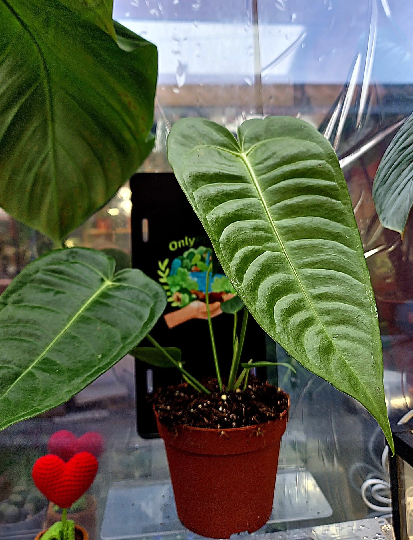 Anthurium Veitchii ONLY PLANTS