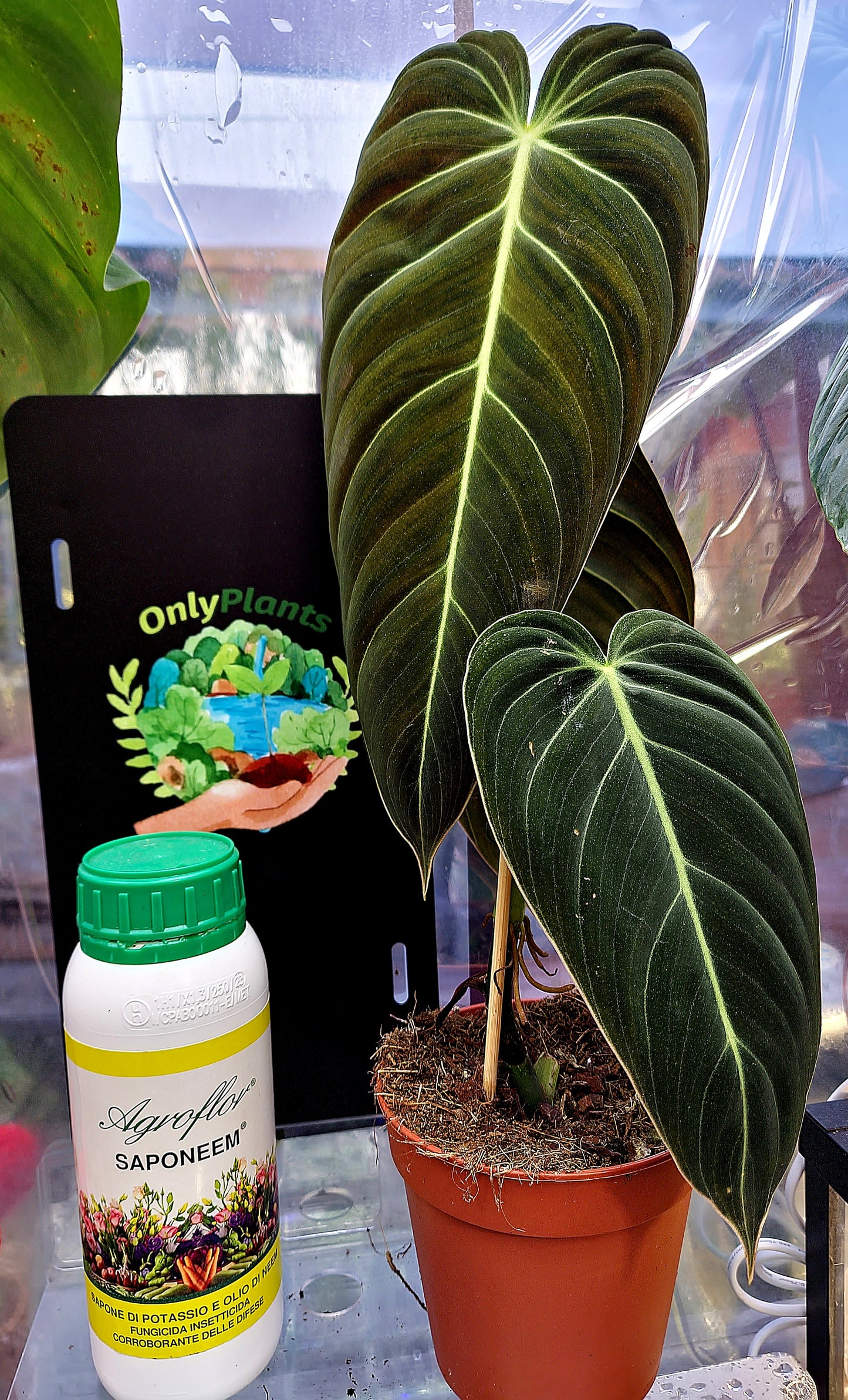 Philodendron Melanochrysum - ONLY PLANTS