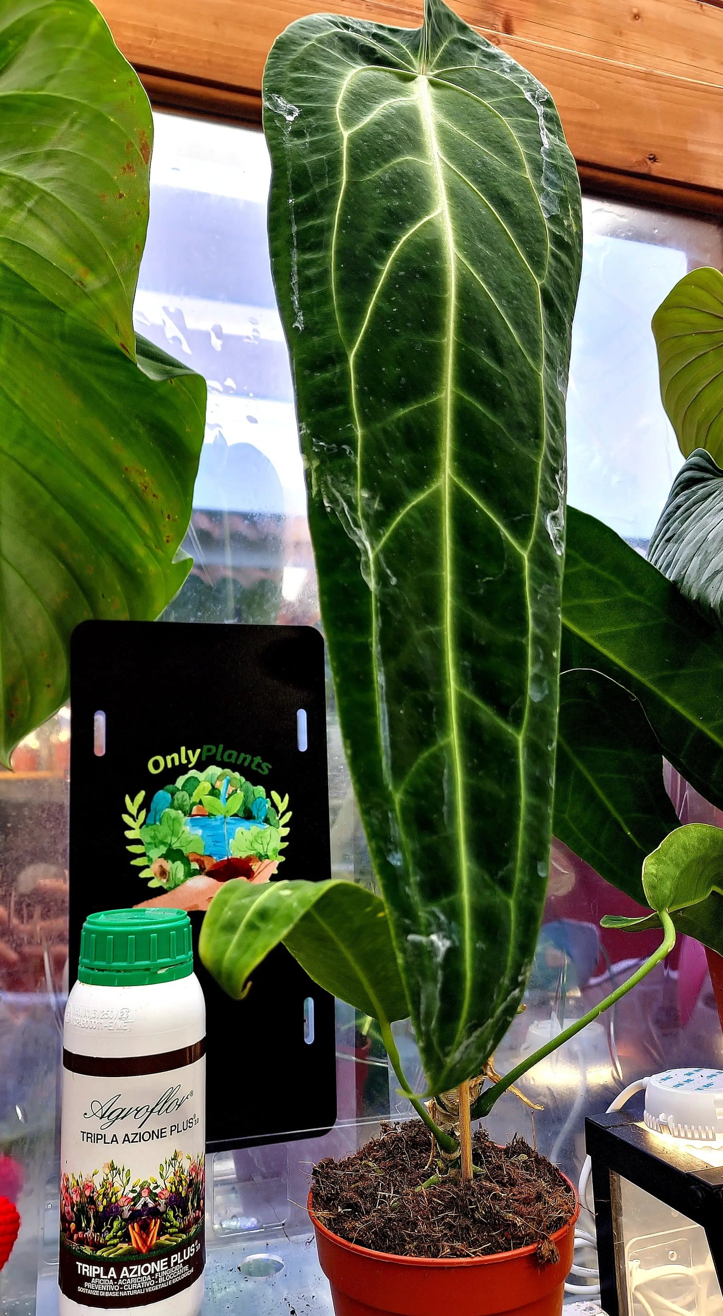 Anthurium Waroqueanum ONLY PLANTS