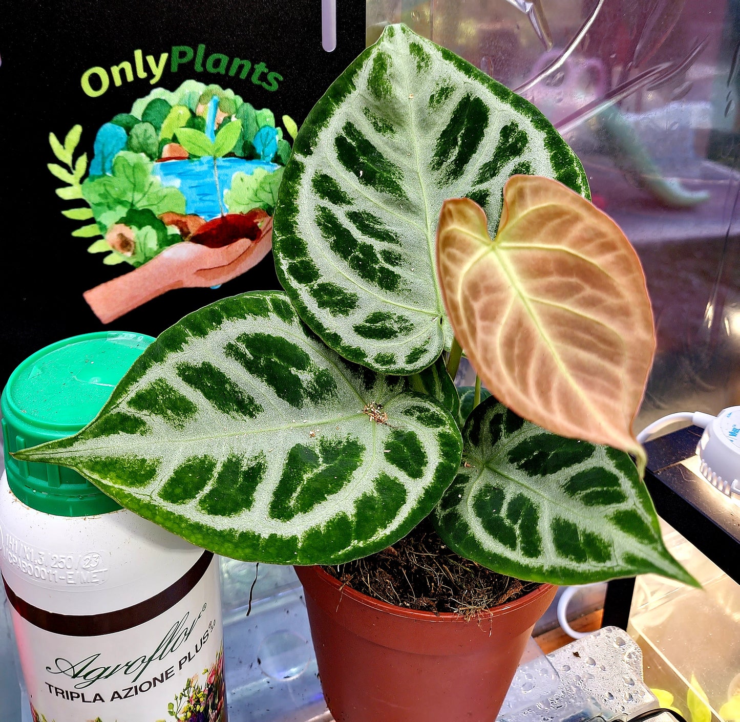 Anthurium Cristallinum Silver Blush - ONLY PLANTS