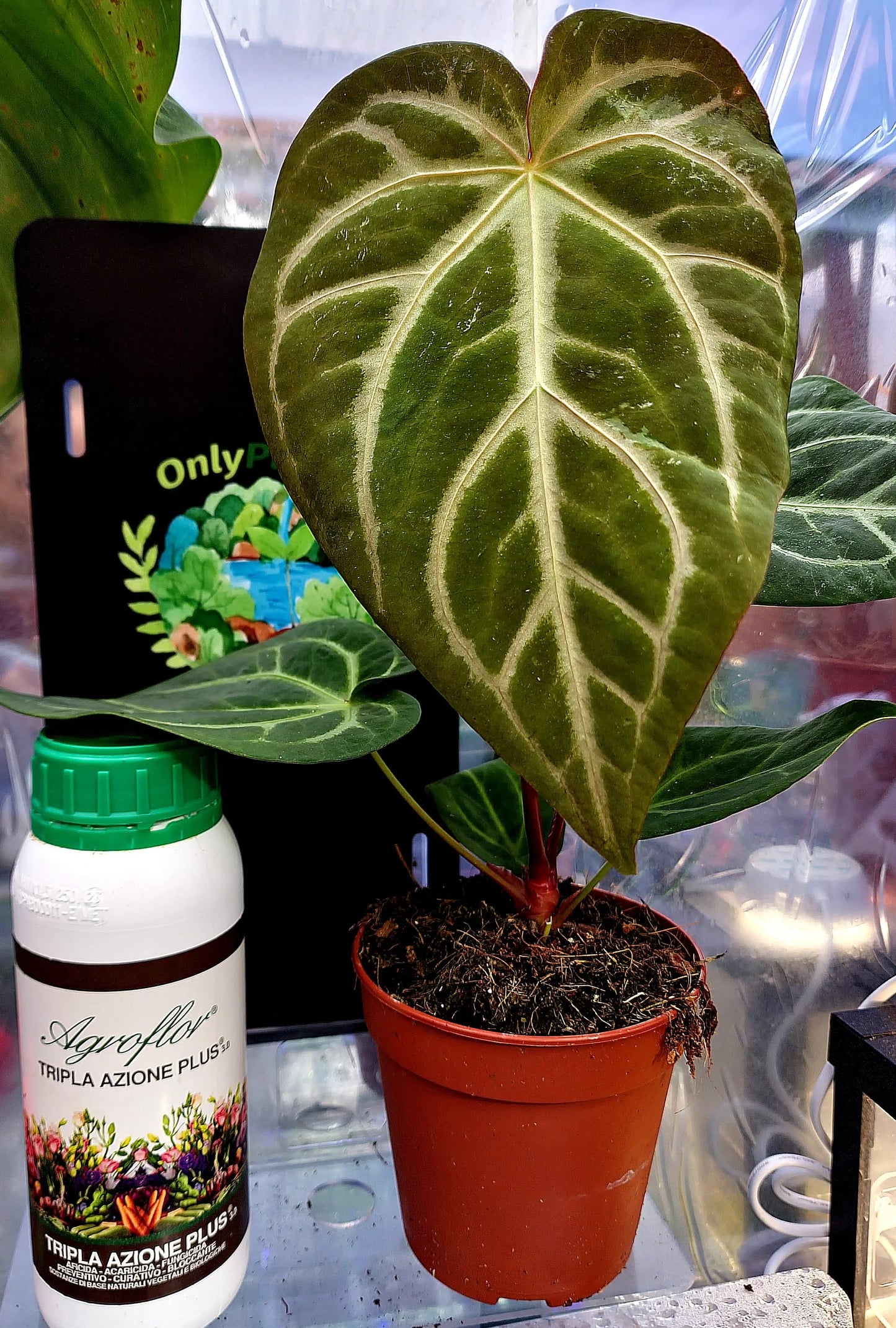 Anthurium Magnificum ONLY PLANTS