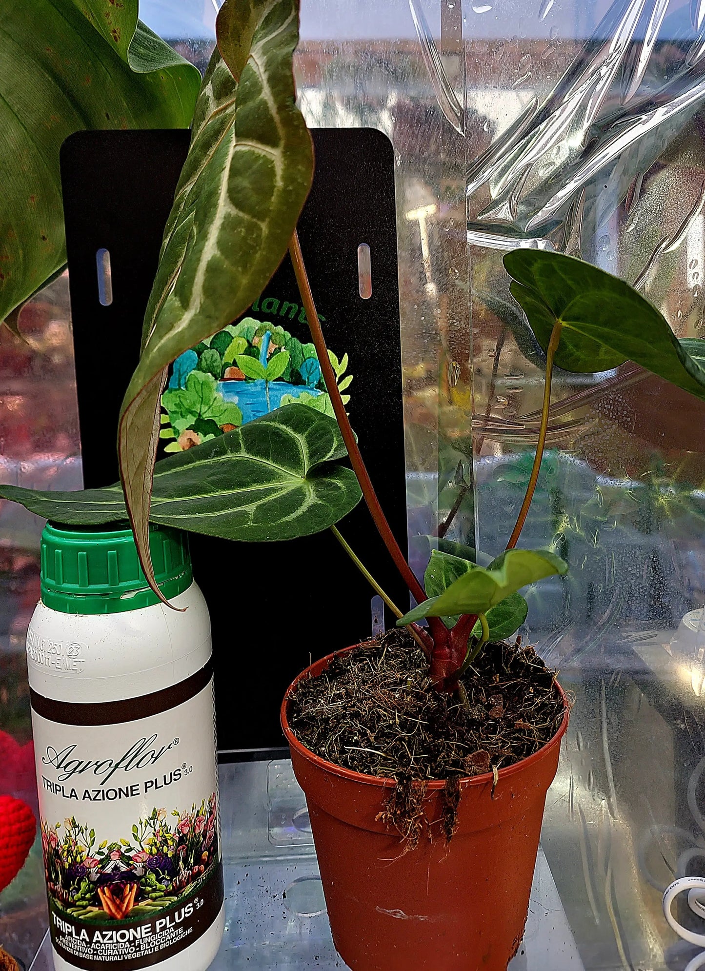 Anthurium Magnificum ONLY PLANTS