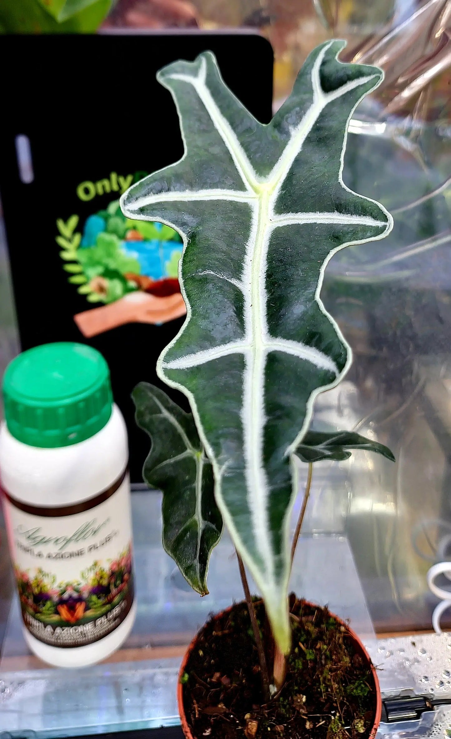 Alocasia Sanderiana Nobilis ONLY PLANTS
