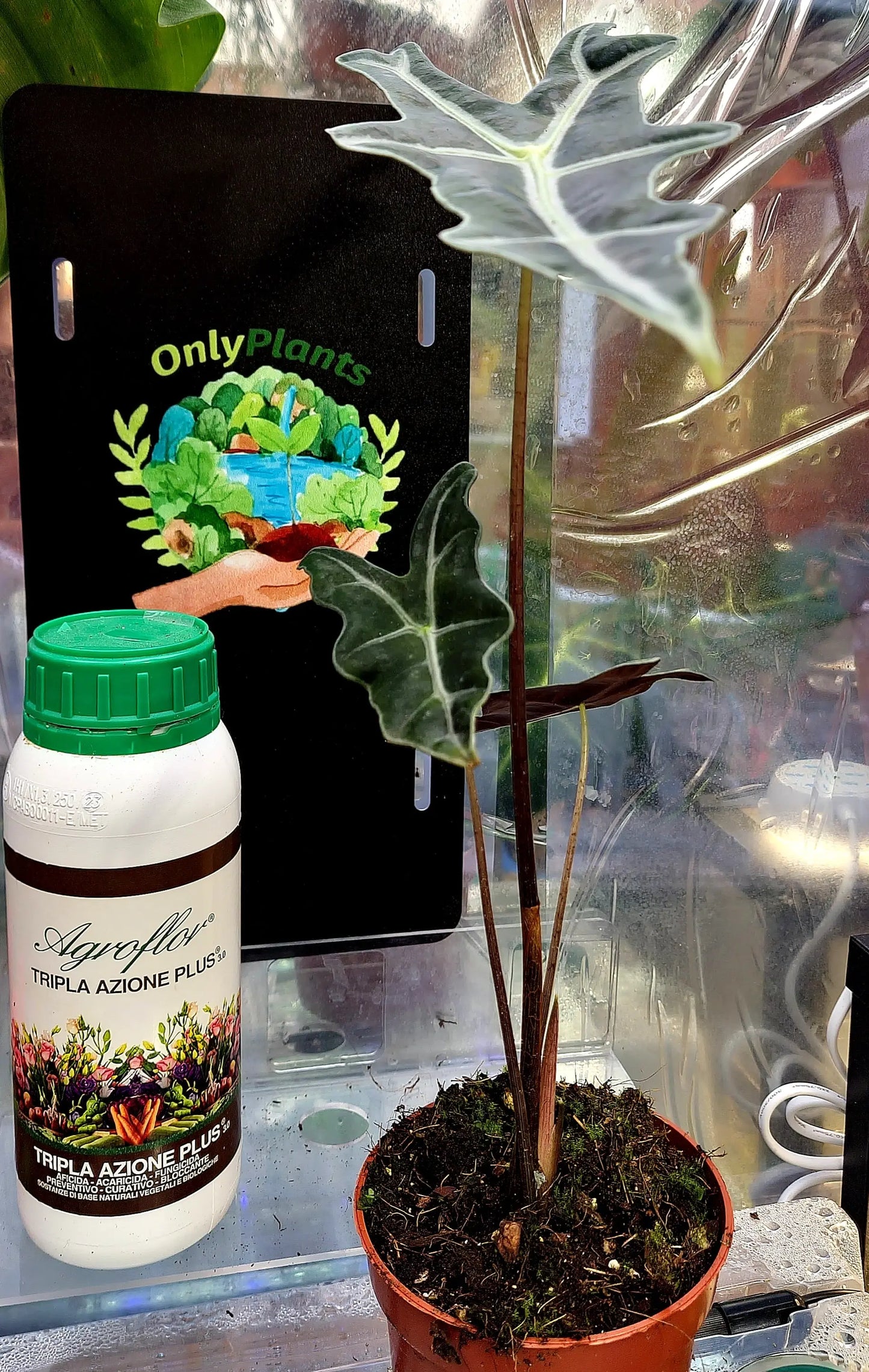 Alocasia Sanderiana Nobilis ONLY PLANTS