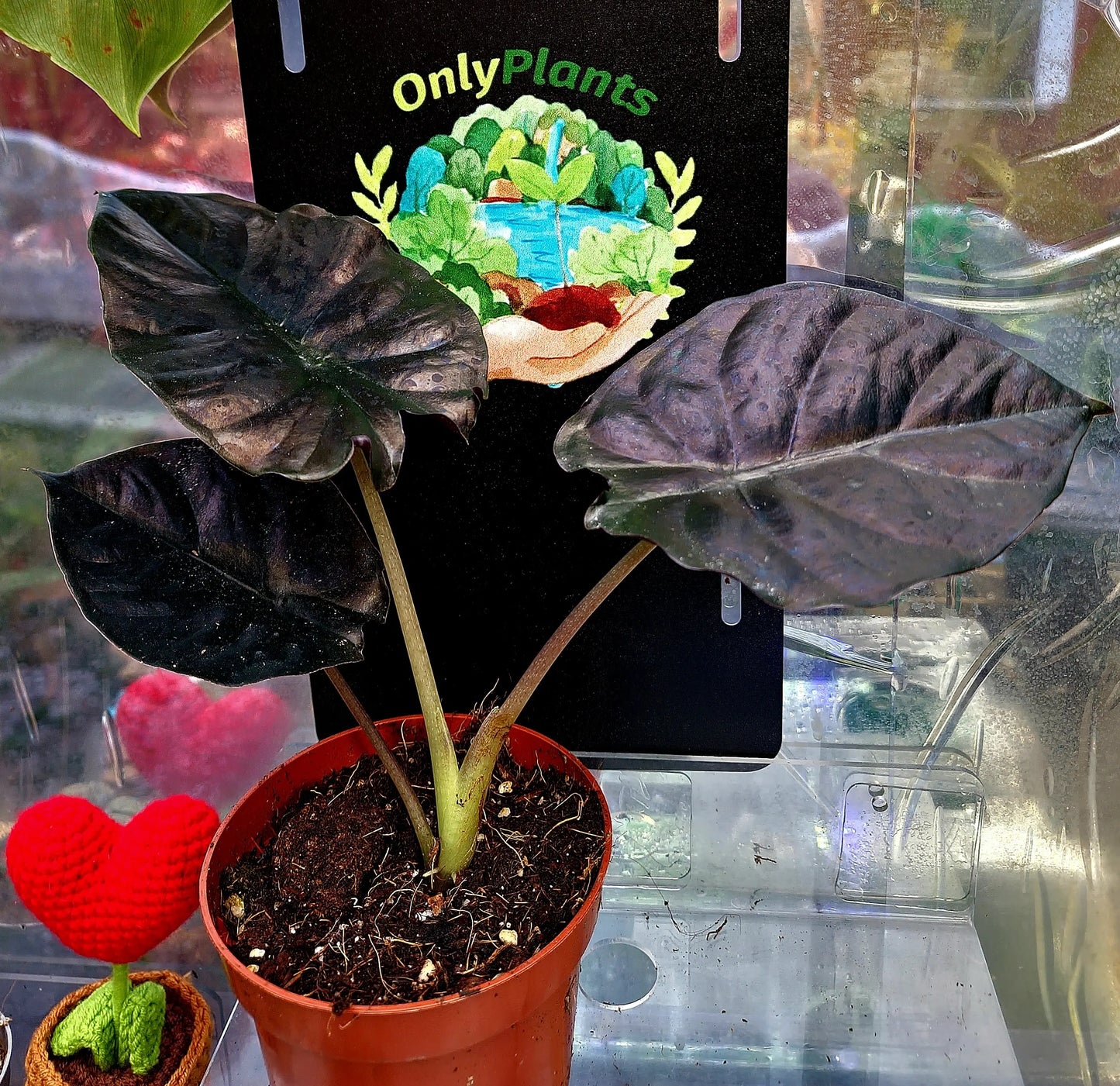 Alocasia Infernalis Black Magic ONLY PLANTS