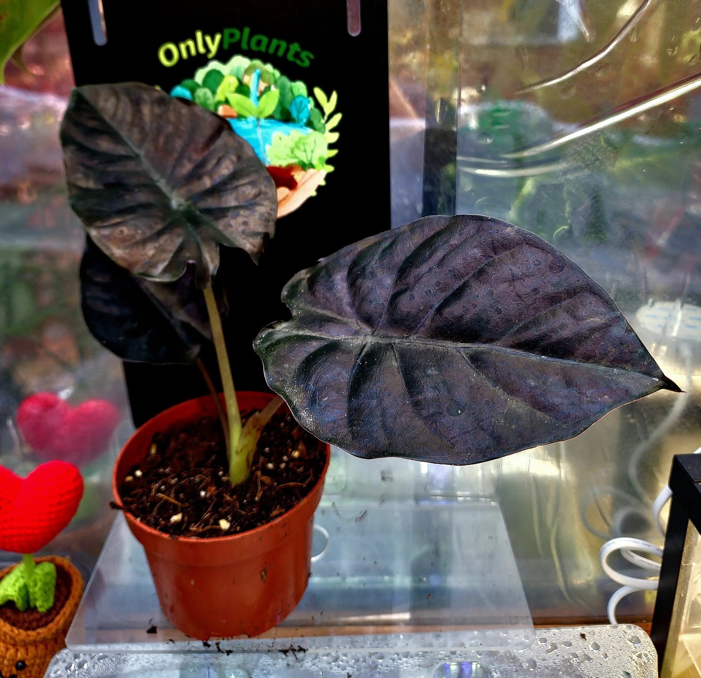 Alocasia Infernalis Black Magic ONLY PLANTS