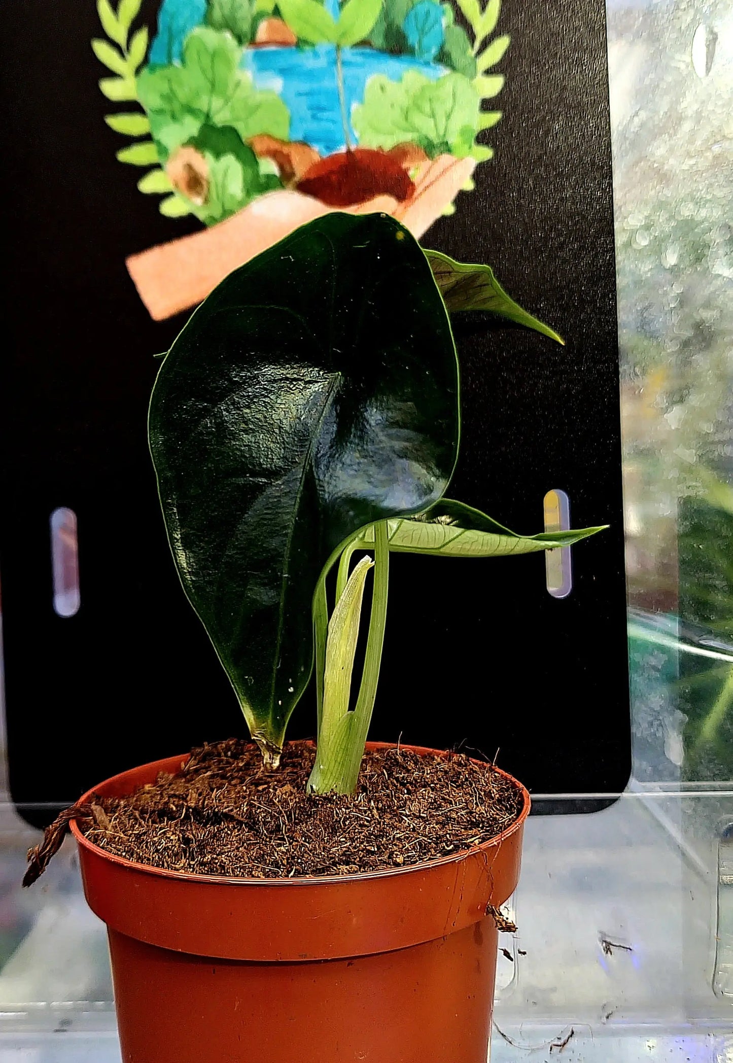 Alocasia Green Unicorn ONLY PLANTS