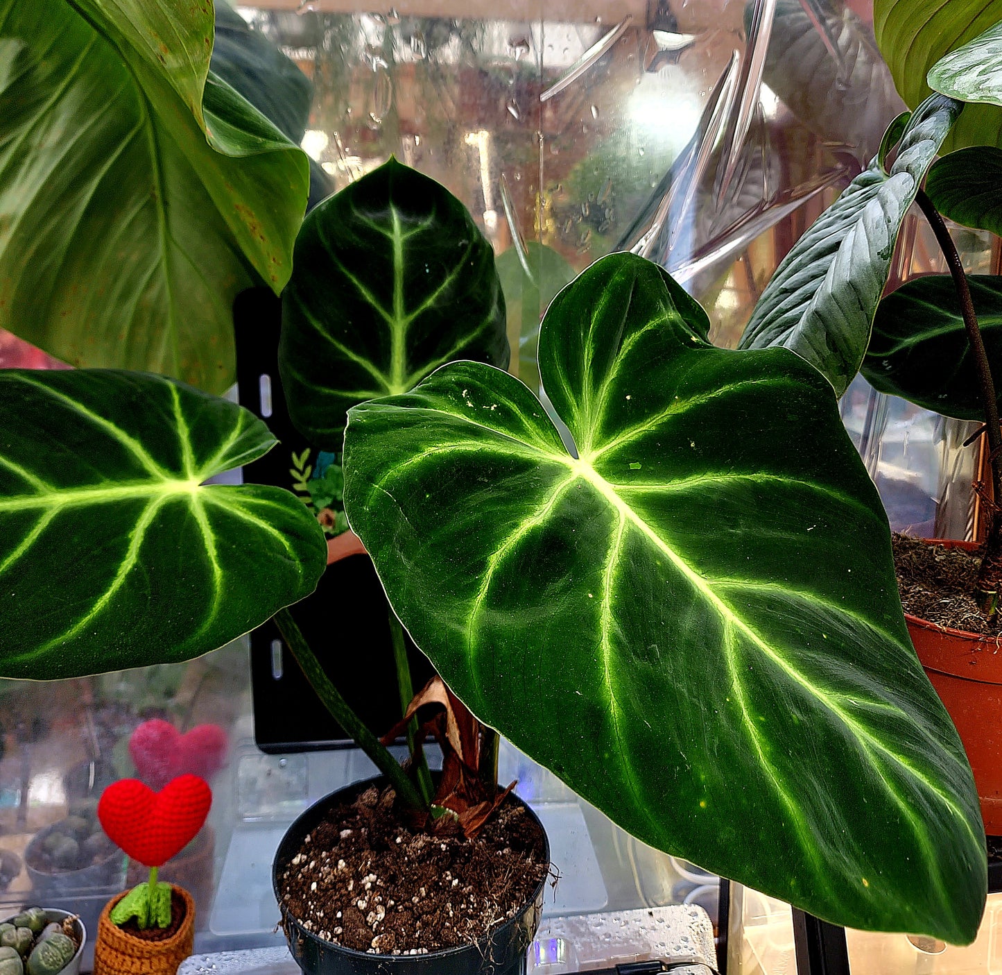 Philodendron Luxurian - ONLY PLANTS