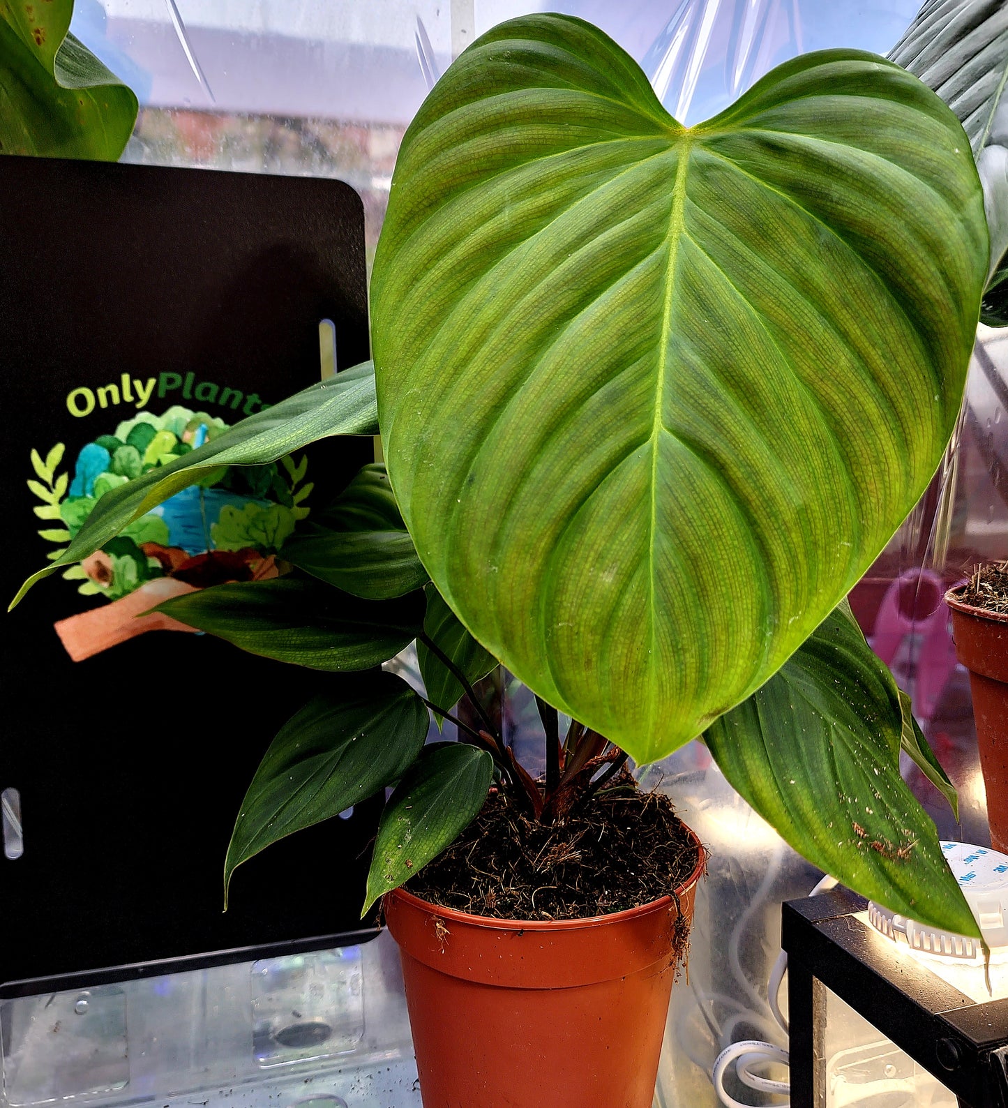 Philodendron Nagaritense "Fuzzy Petiole" - ONLY PLANTS
