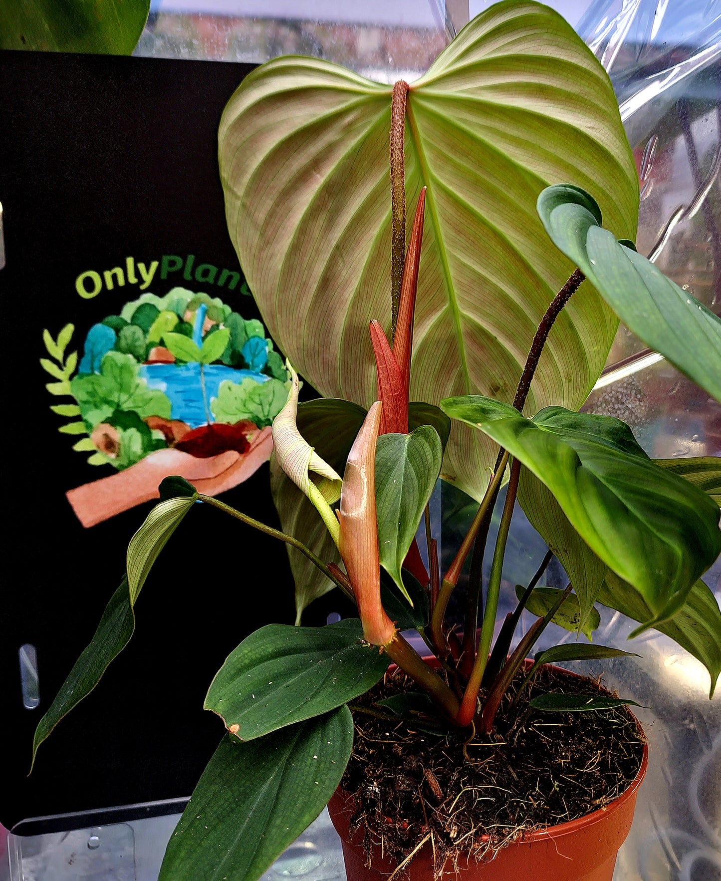 Philodendron Nagaritense "Fuzzy Petiole" - ONLY PLANTS