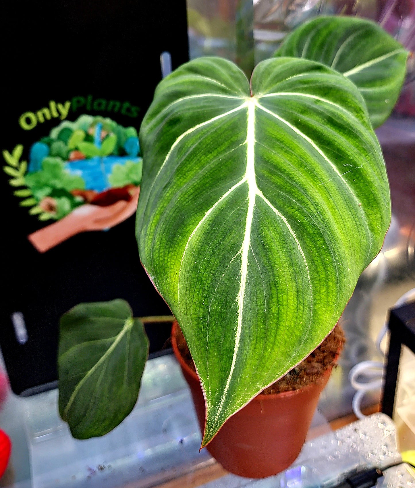 Philodendron Gloriosum "Dark Form" - ONLY PLANTS