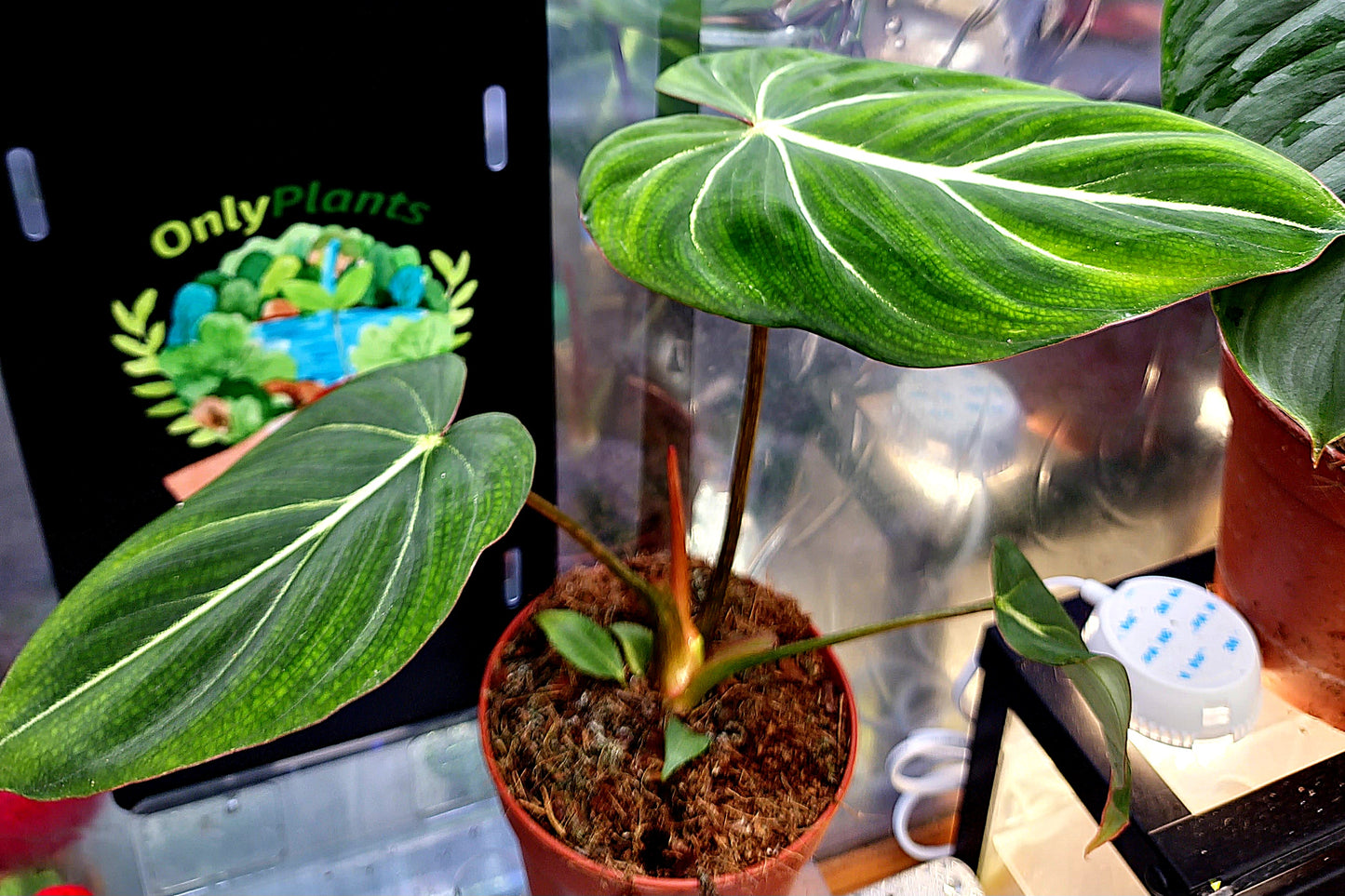 Philodendron Gloriosum "Dark Form" - ONLY PLANTS
