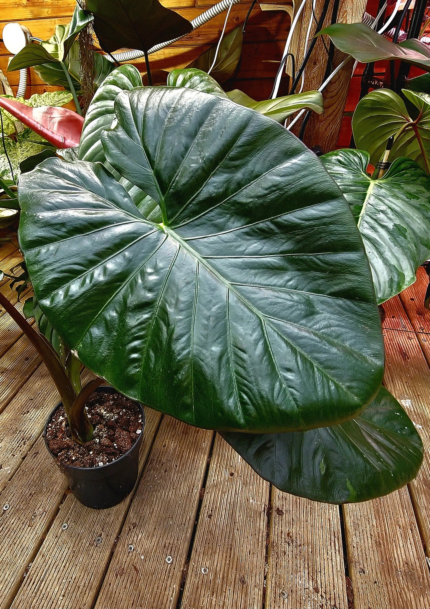Alocasia Serendipity Black ONLY PLANTS