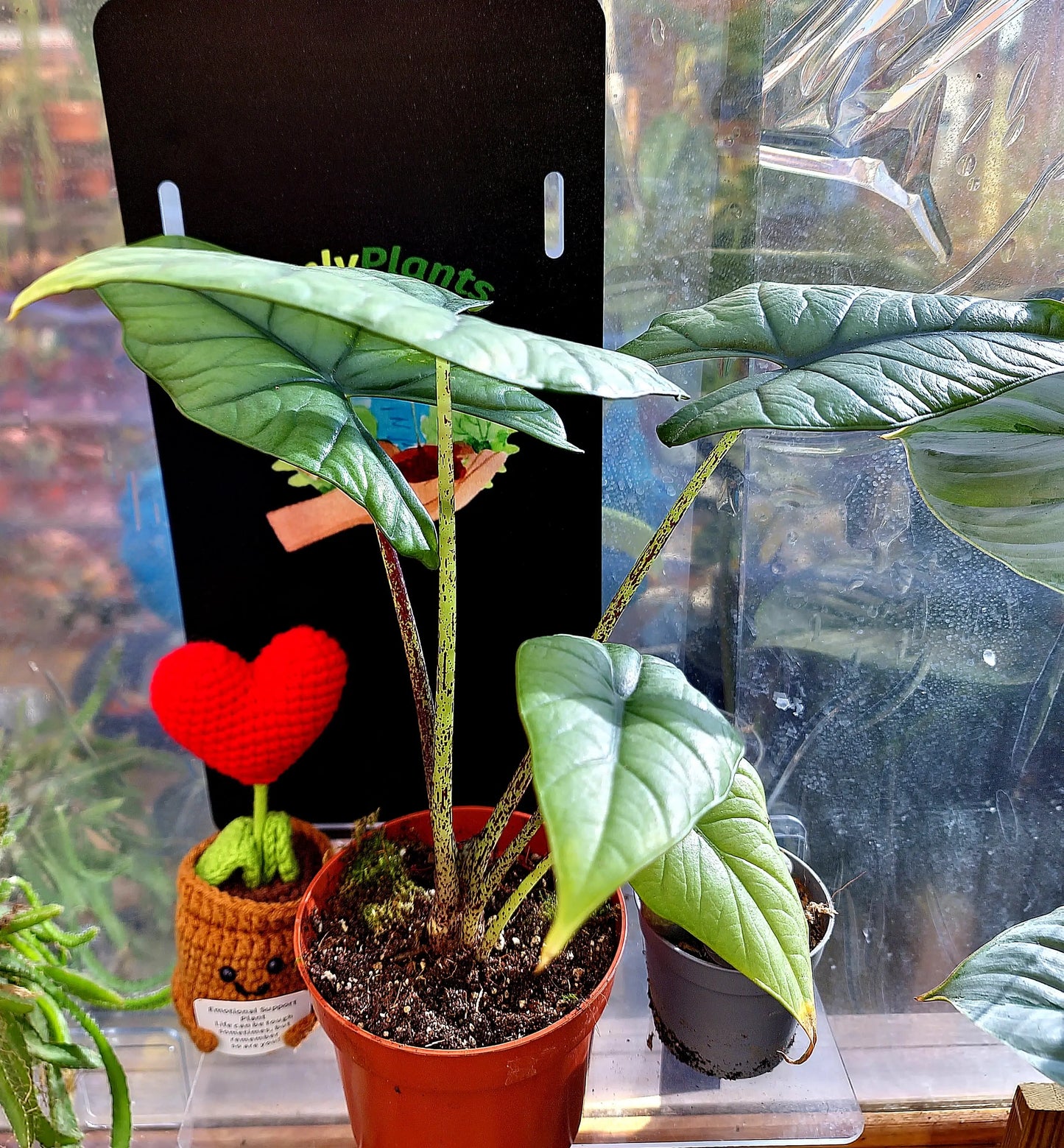 Alocasia Bisma Silver ONLY PLANTS
