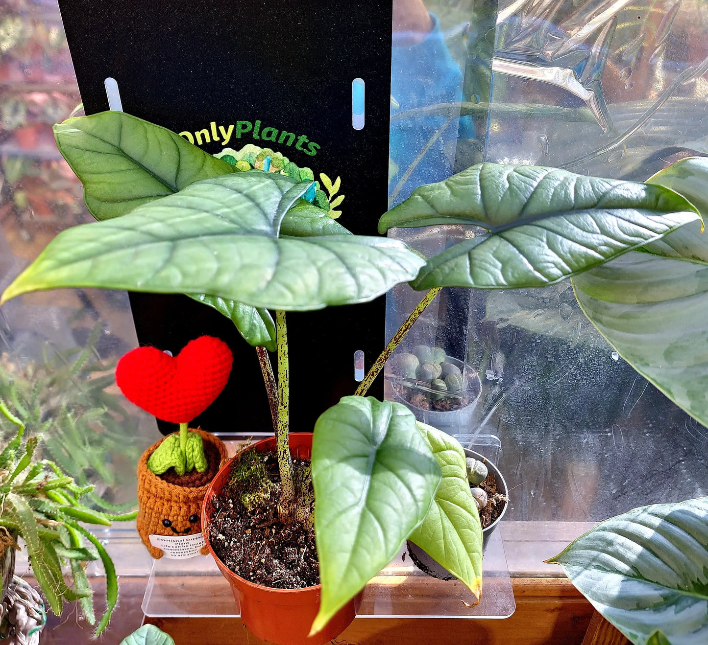 Alocasia Bisma Silver ONLY PLANTS