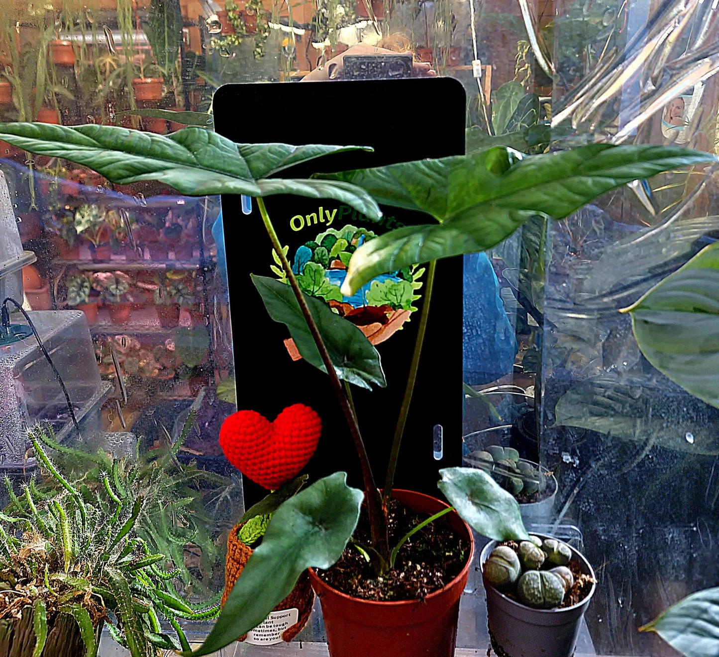 Alocasia Simpo ONLY PLANTS