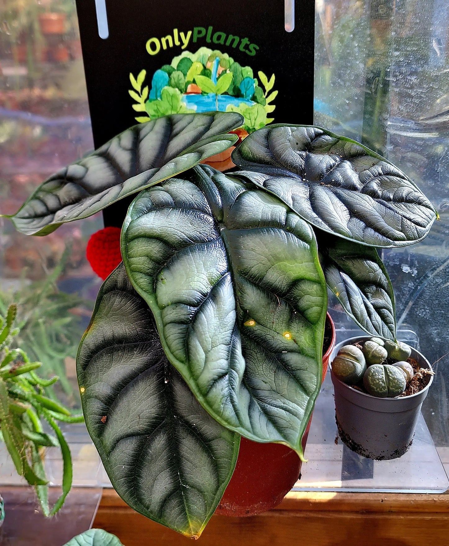 Alocasia Silver Dragon ONLY PLANTS