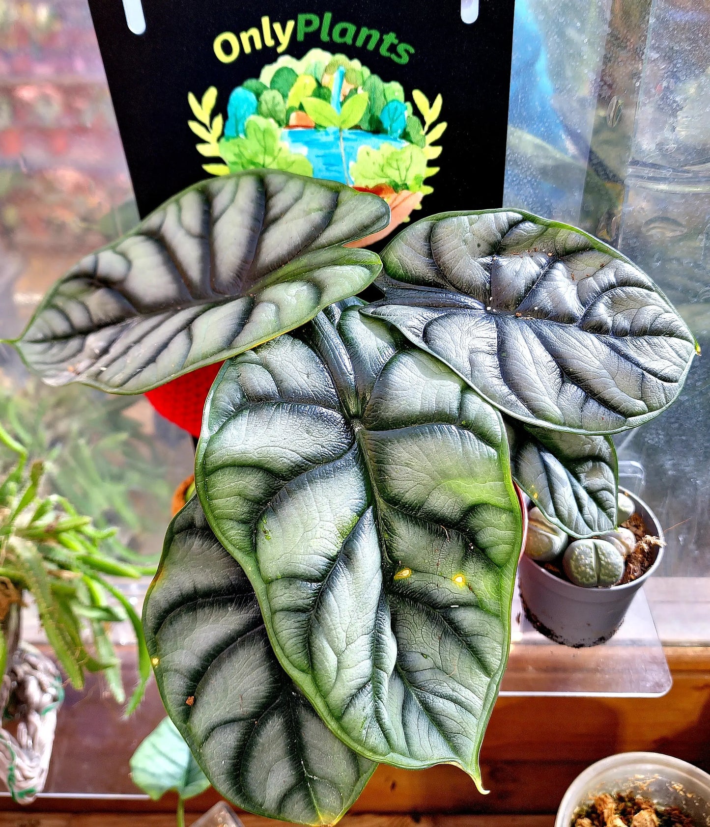 Alocasia Silver Dragon ONLY PLANTS