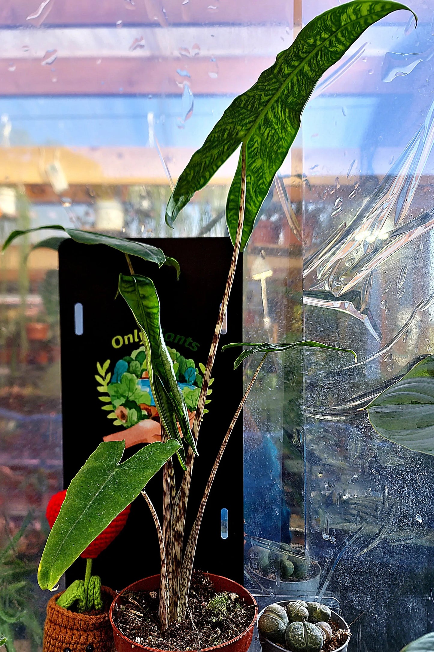 Alocasia Zebrina Reticulata ONLY PLANTS