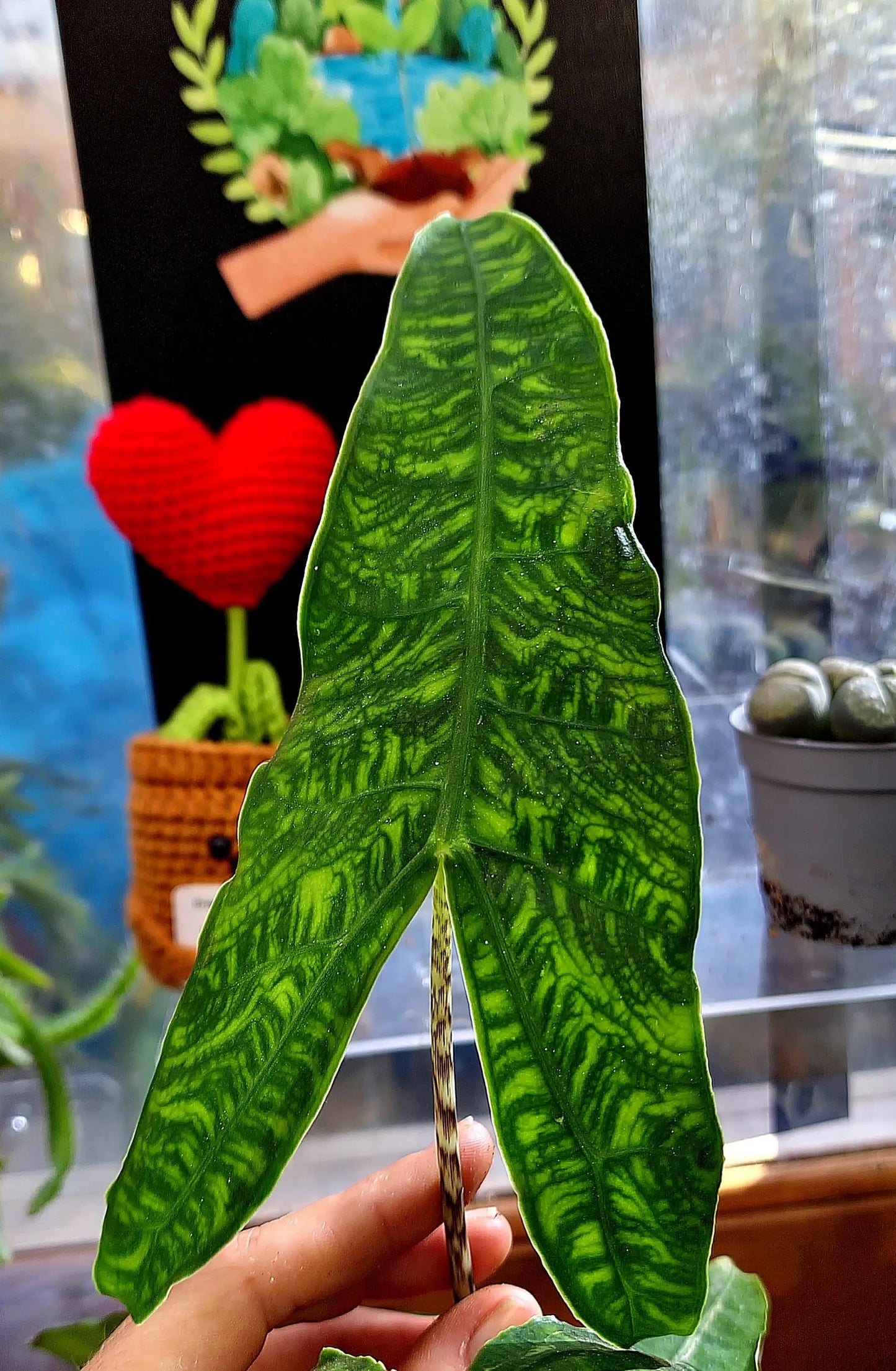 Alocasia Zebrina Reticulata ONLY PLANTS