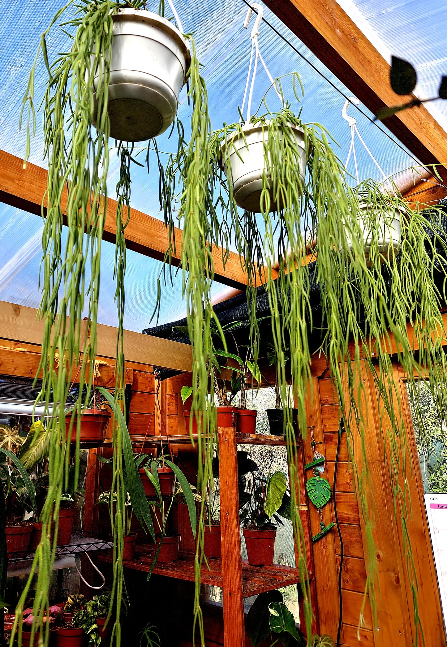 Hoya Linearis - ONLY PLANTS