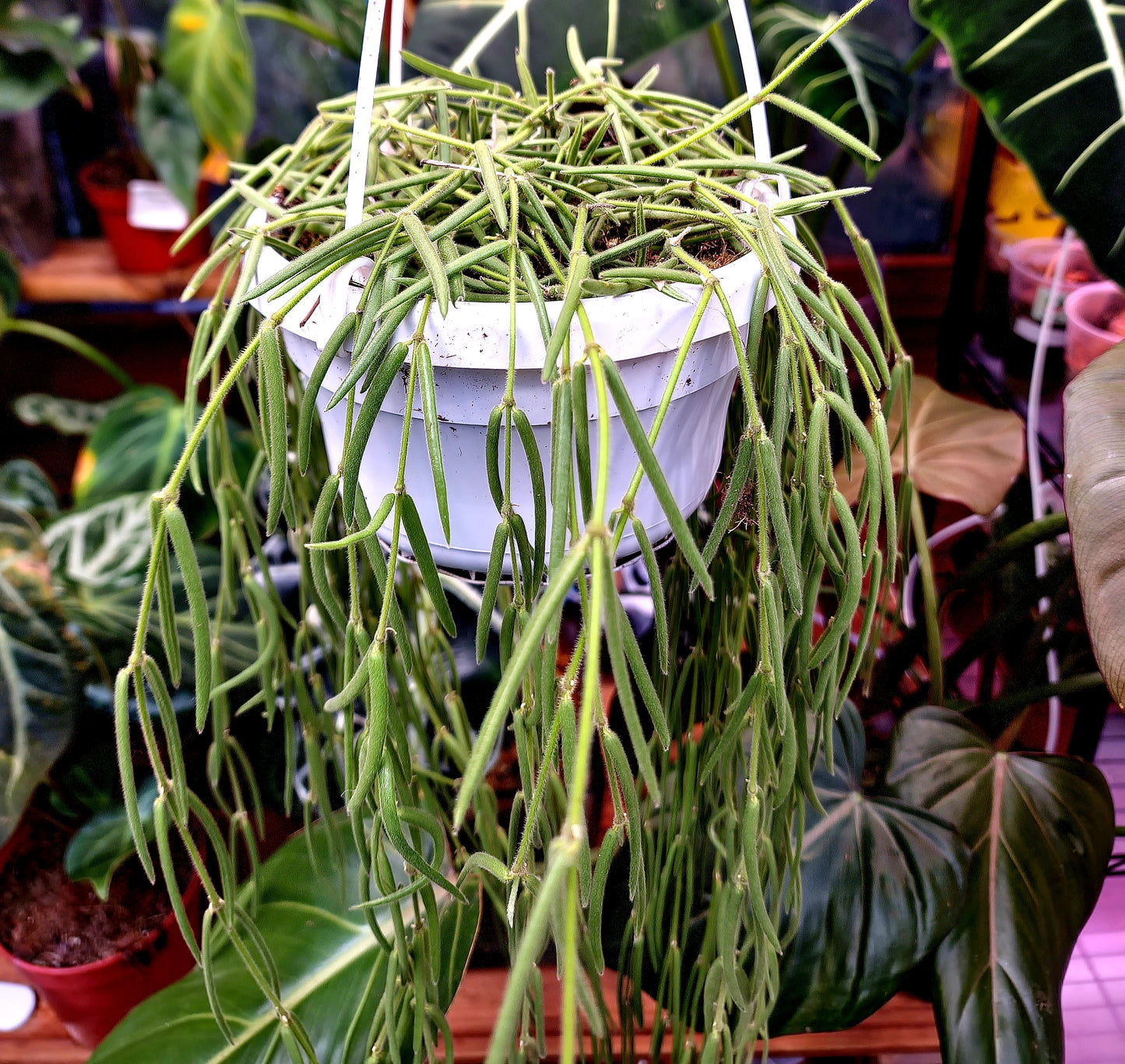 Hoya Linearis - ONLY PLANTS