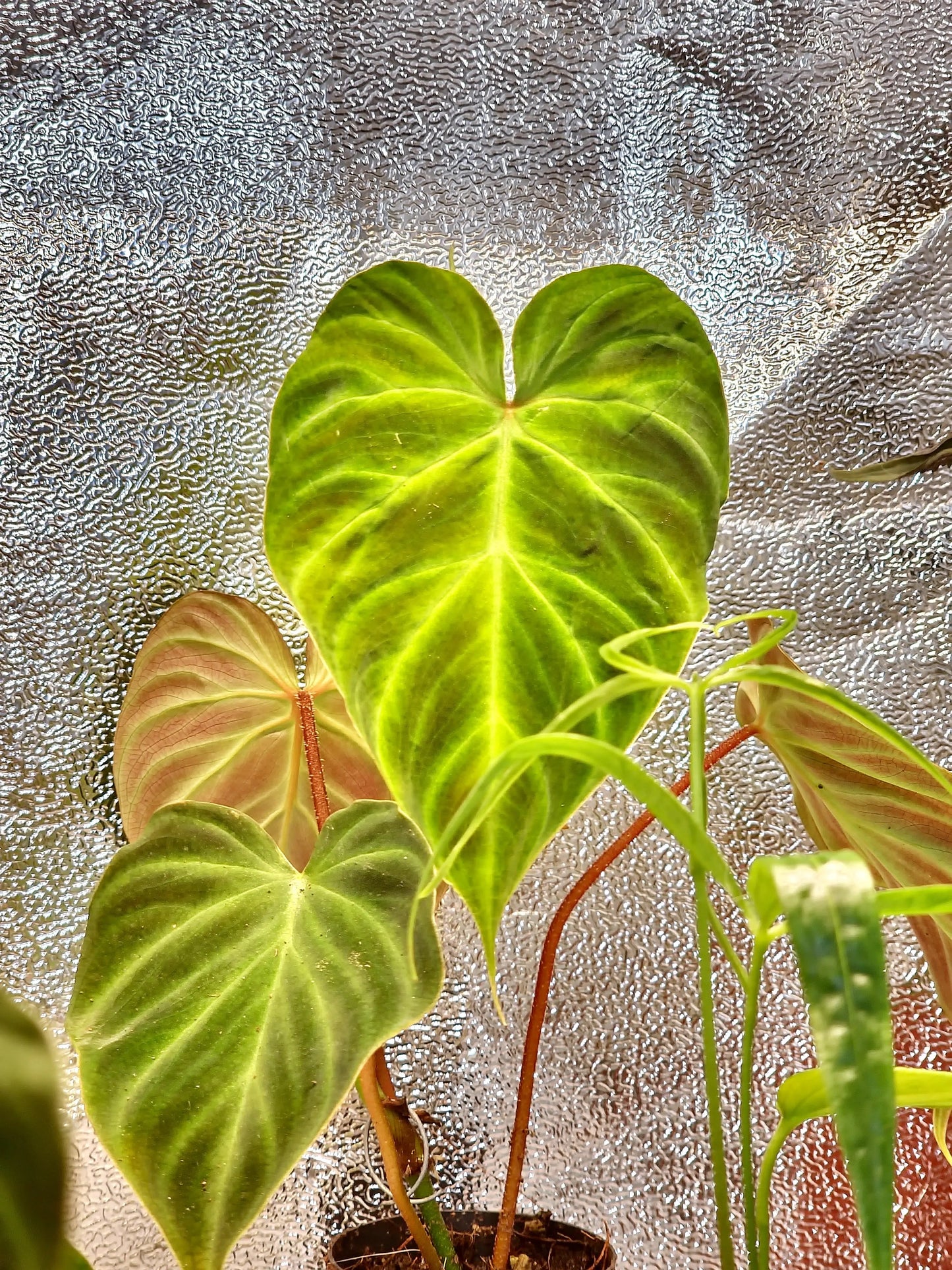 Philodendron Verrucosum Magic Mask ONLY PLANTS