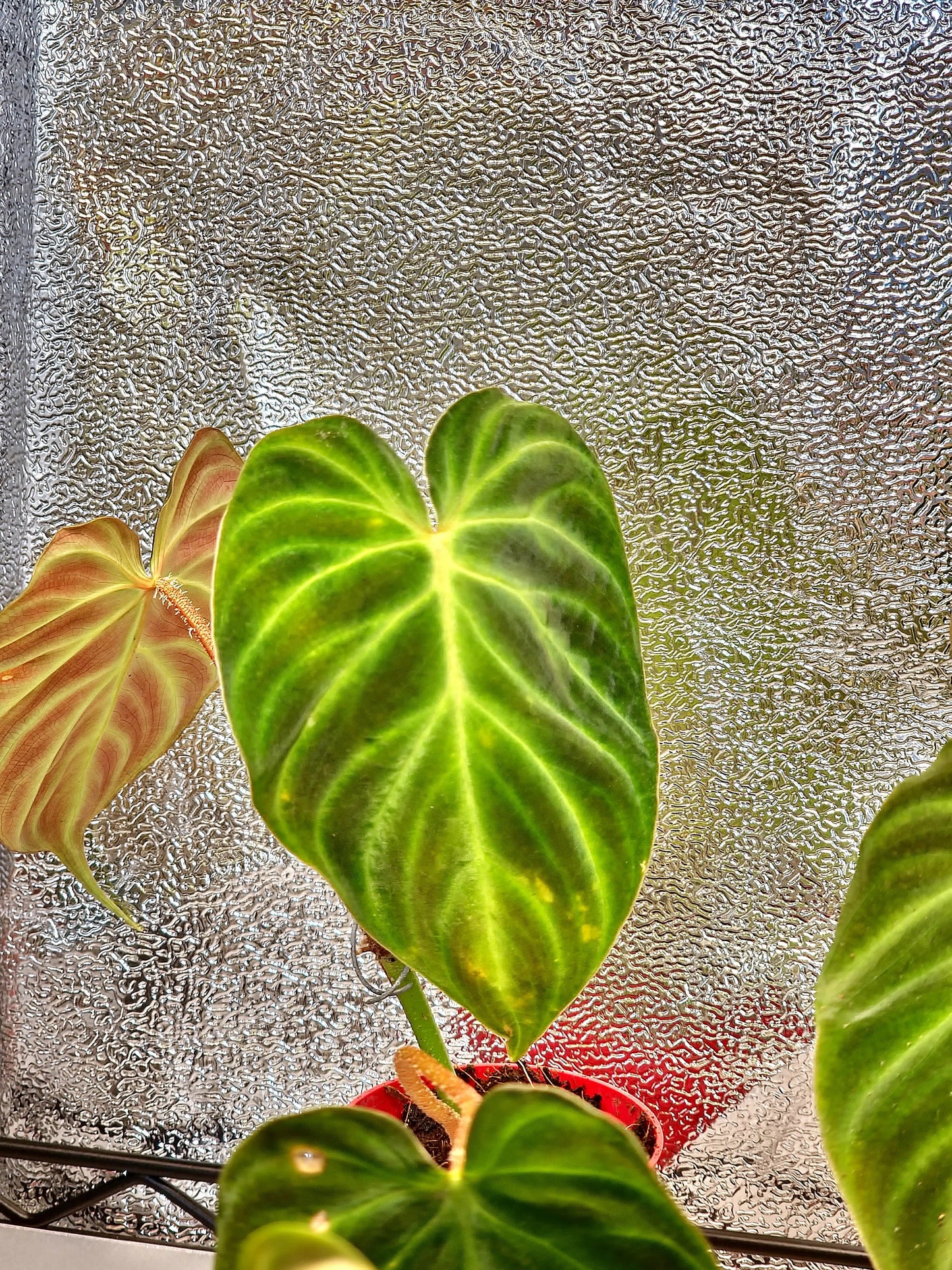 Philodendron Verrucosum Magic Mask ONLY PLANTS