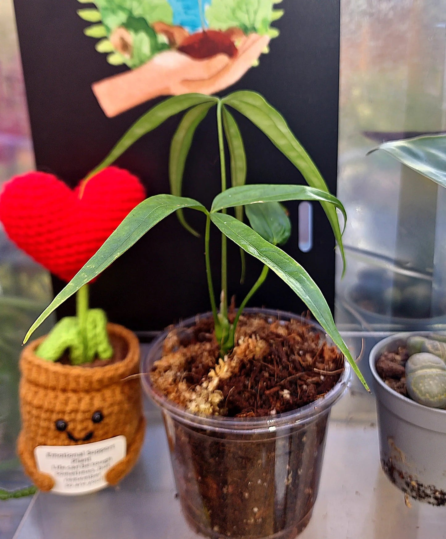 Anthurium Eminens ONLY PLANTS