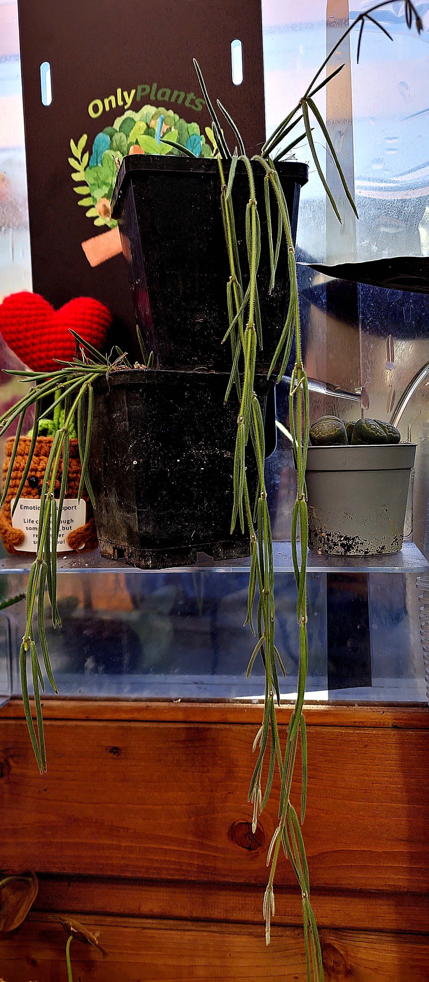 Hoya Linearis baby - ONLY PLANTS