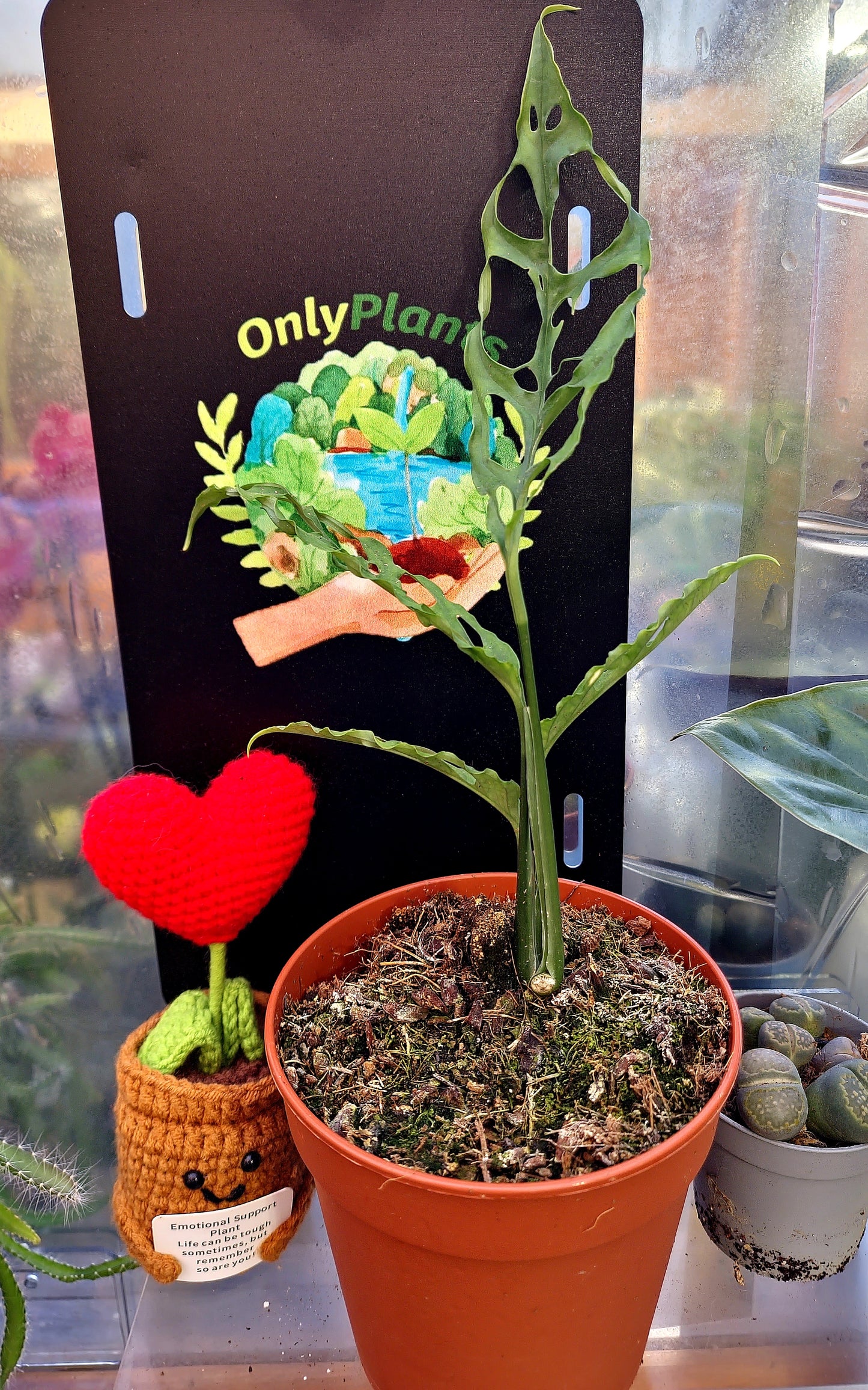 Monstera Obliqua - ONLY PLANTS