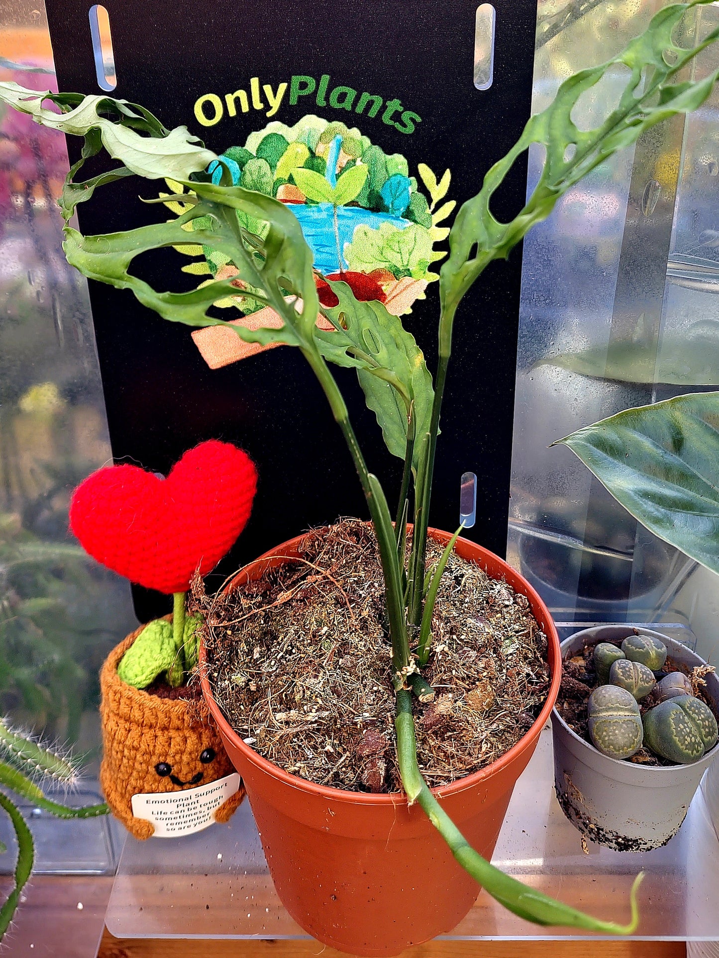 Monstera Obliqua - ONLY PLANTS