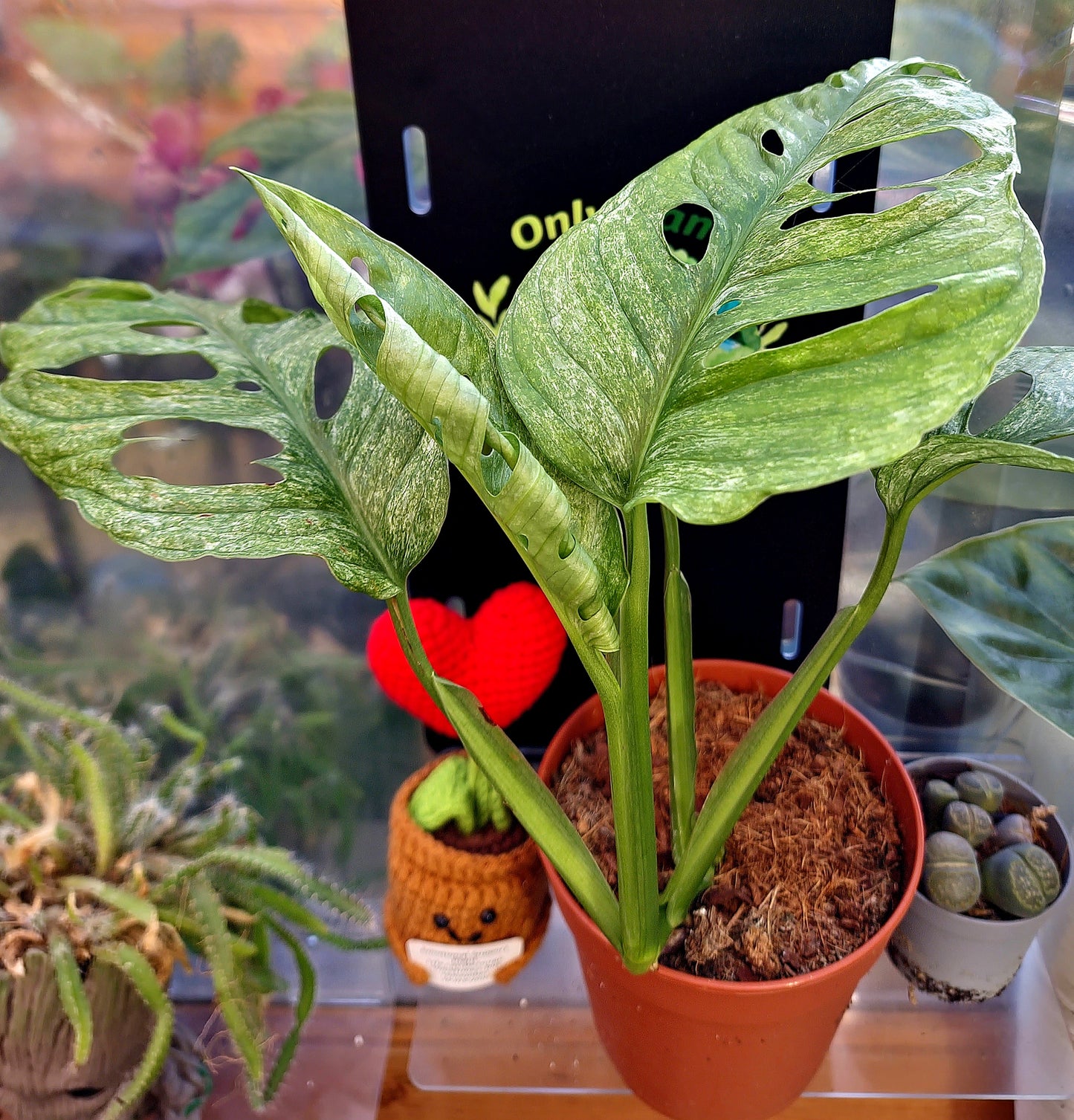 Monstera Adansonii Mint - ONLY PLANTS