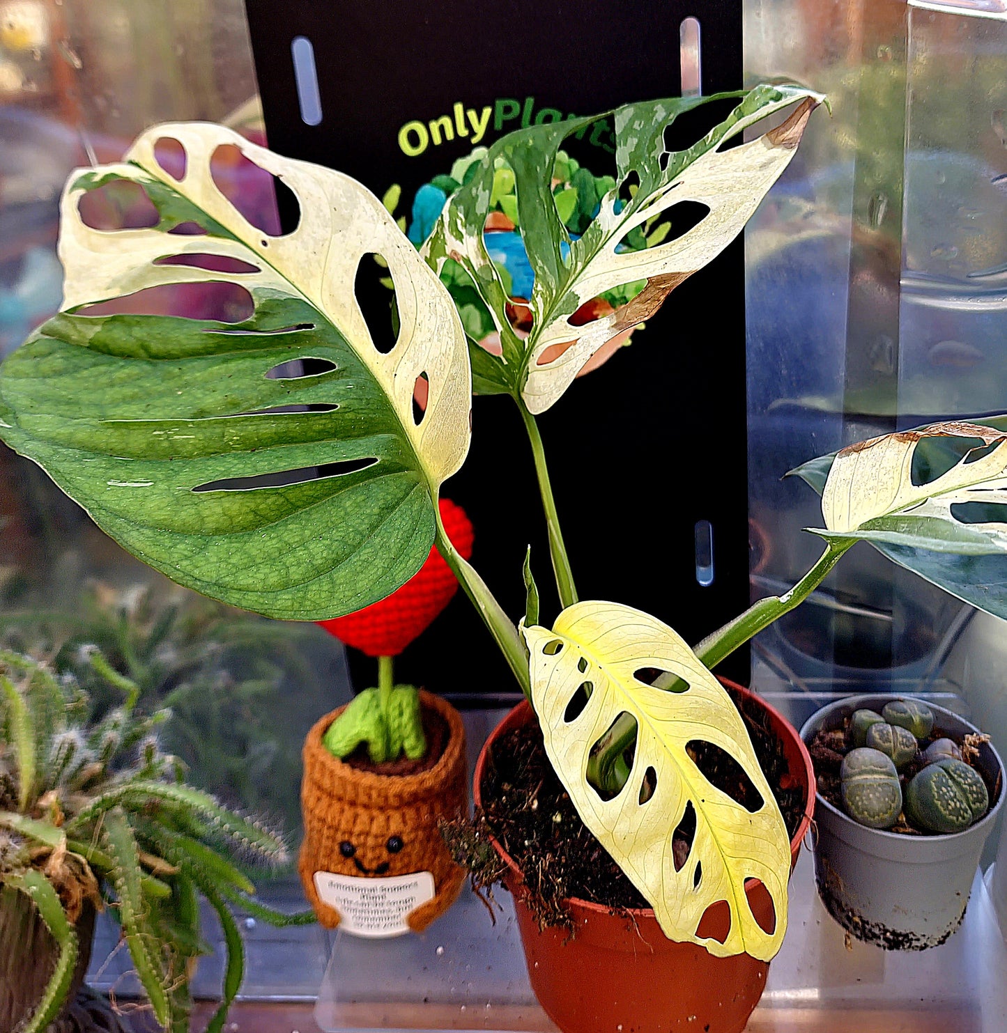 Monstera Adansonii Variegata - ONLY PLANTS