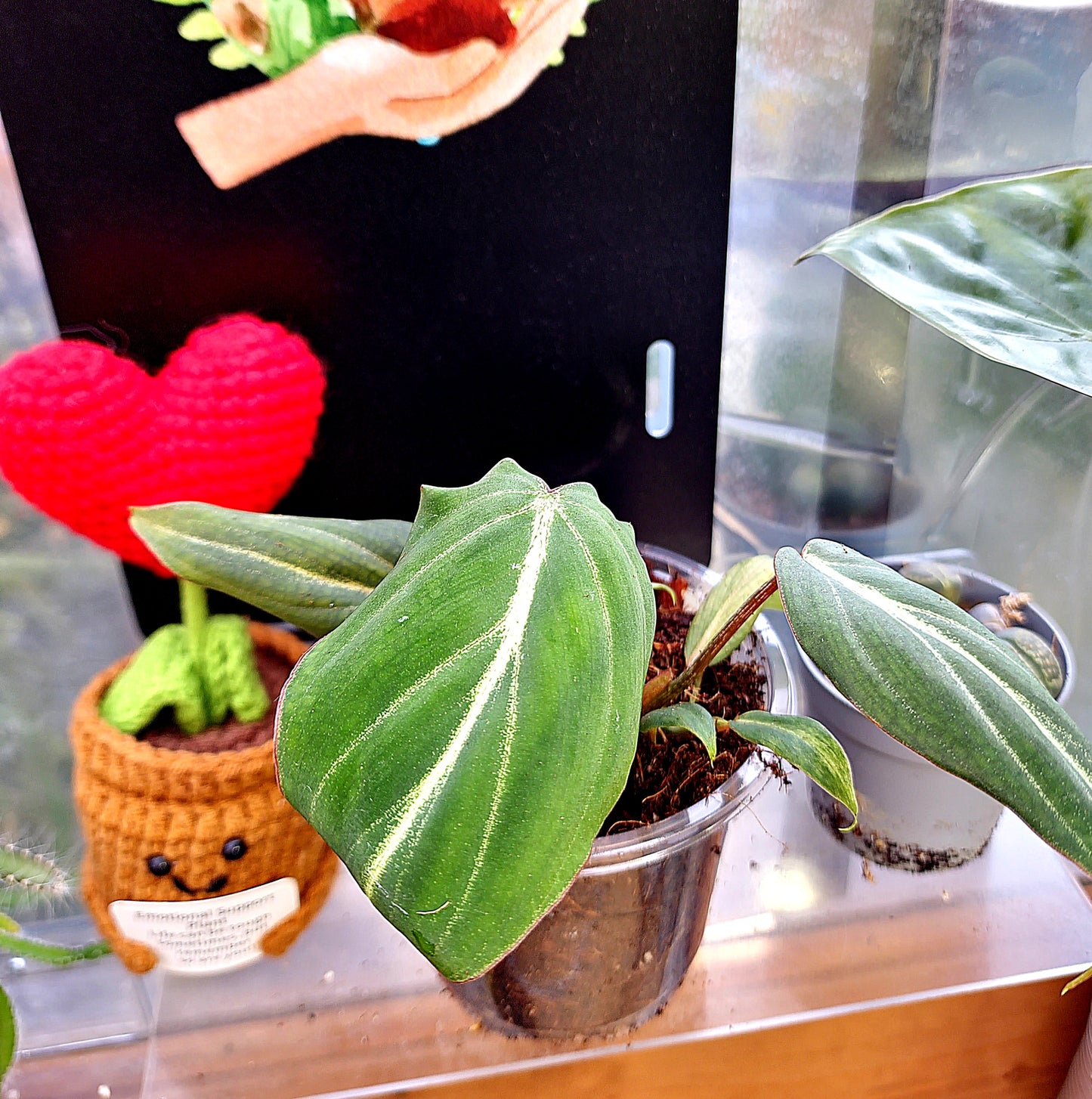 Philodendron Gloriosum "Dark Form" baby - ONLY PLANTS