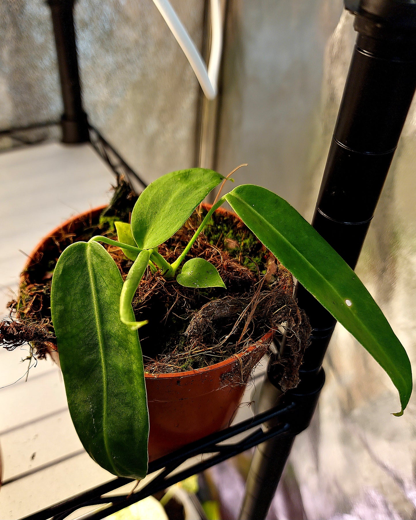Anthurium Pallidiflorum - ONLY PLANTS