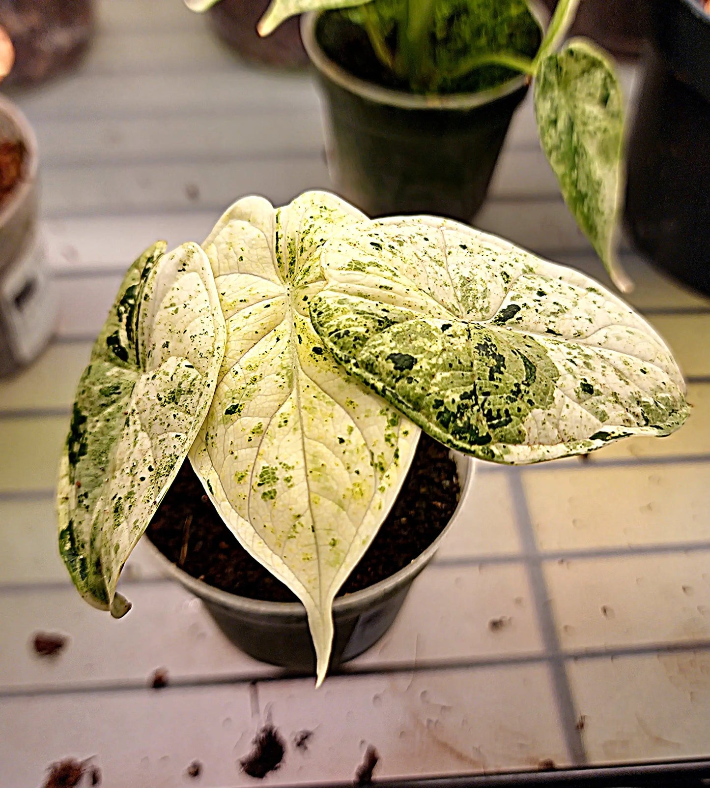 Alocasia Dragon Scale Speckled Variegata ONLY PLANTS