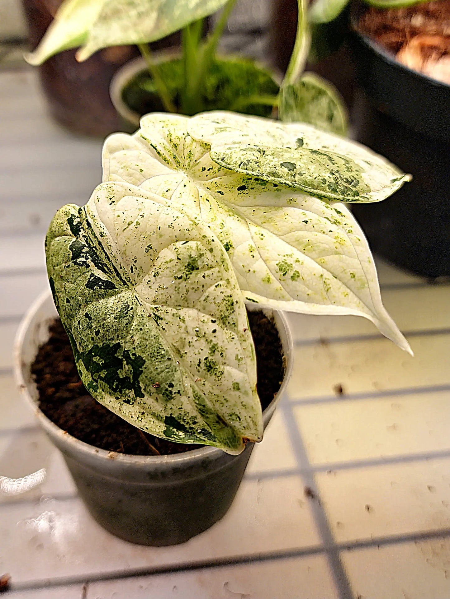 Alocasia Dragon Scale Speckled Variegata ONLY PLANTS