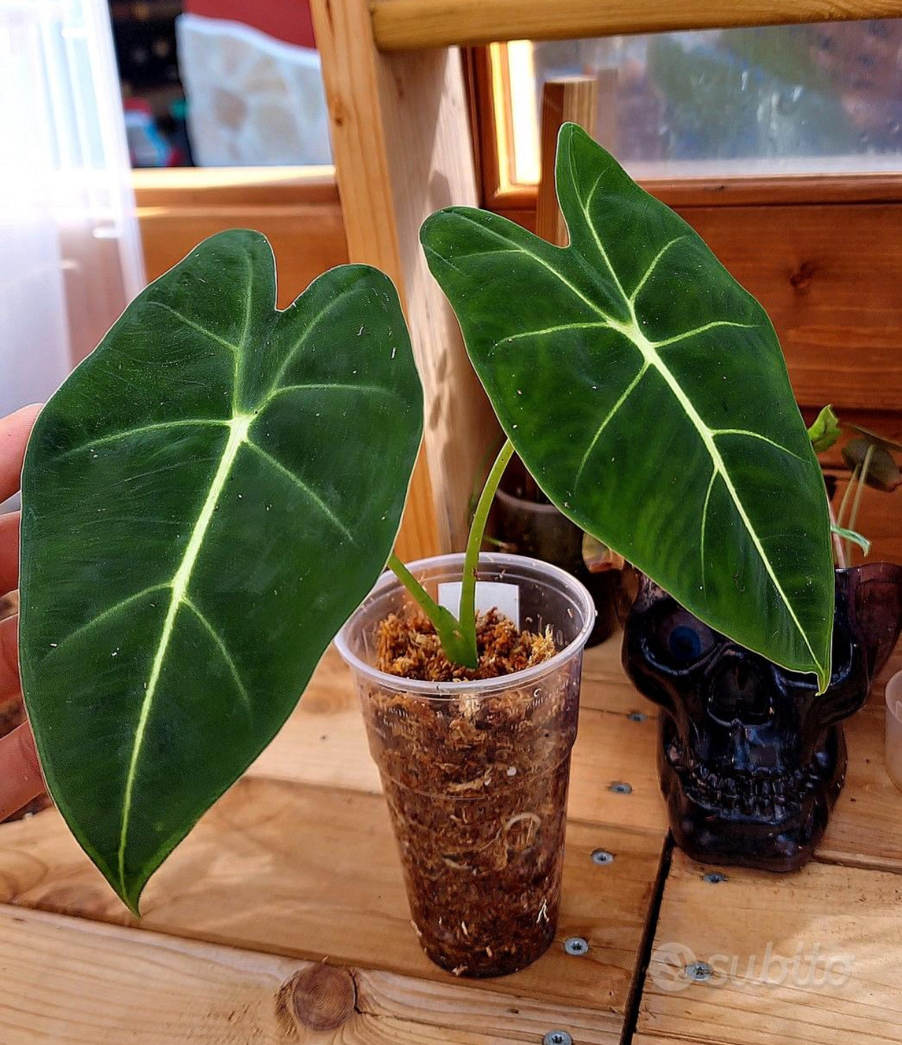 ALOCASIA