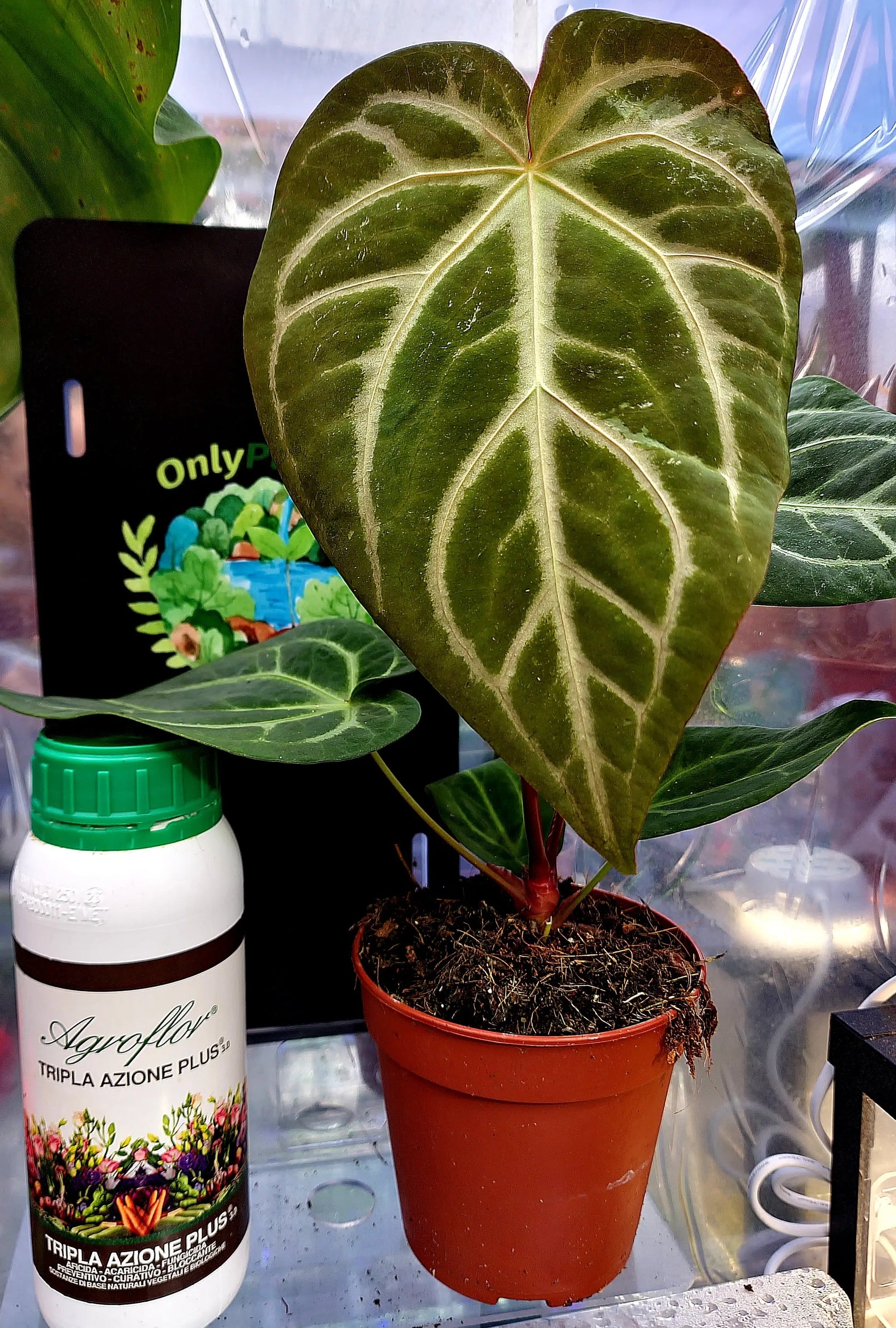 Anthurium Magnificum ONLY PLANTS